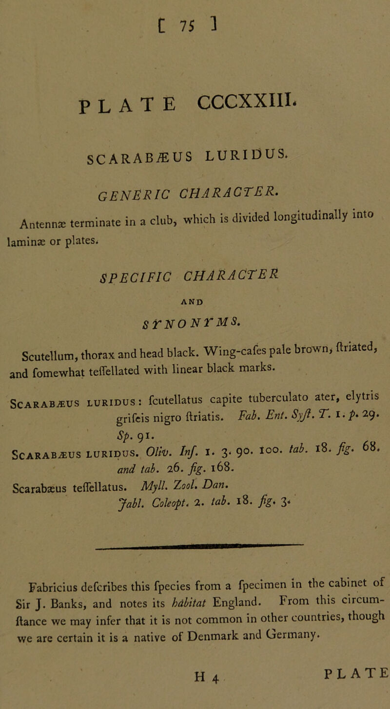 [ 75 1 PLATE CCCXXIII. SC ARAB/EUS LURIDUS. GENERIC CHARACTER. Antennx terminate in a club, which is divided longitudinally into laminae or plates. SPECIFIC CHARACTER AND s r n o n r m s. Scutellum, thorax and head black. Wing-cafes pale brown, ftriated, and fomewhat teffellated with linear black marks. Scarabjeus luridus: fcutellatus capite tuberculato ater, elytris grifeis nigro flriatis. Fab. Ent. Syji. T. i. p. 29. Sp. 91. Scaraba£US LURIDUS. Oil'd. Inf. I. 3. 90. loo. tab. 18. fig. 68. and tab. 26. fig. 168. Scarabaeus teffellatus. Myll. Tool. Dan. Jab!. Coleopt. 2. tab. 18. fig. 3< Fabricius defcribes this fpecies from a fpecimen in the cabinet of Sir J. Banks, and notes its habitat England. From this circum- ftance we may infer that it is not common in other countries, though we are certain it is a native of Denmark and Germany.