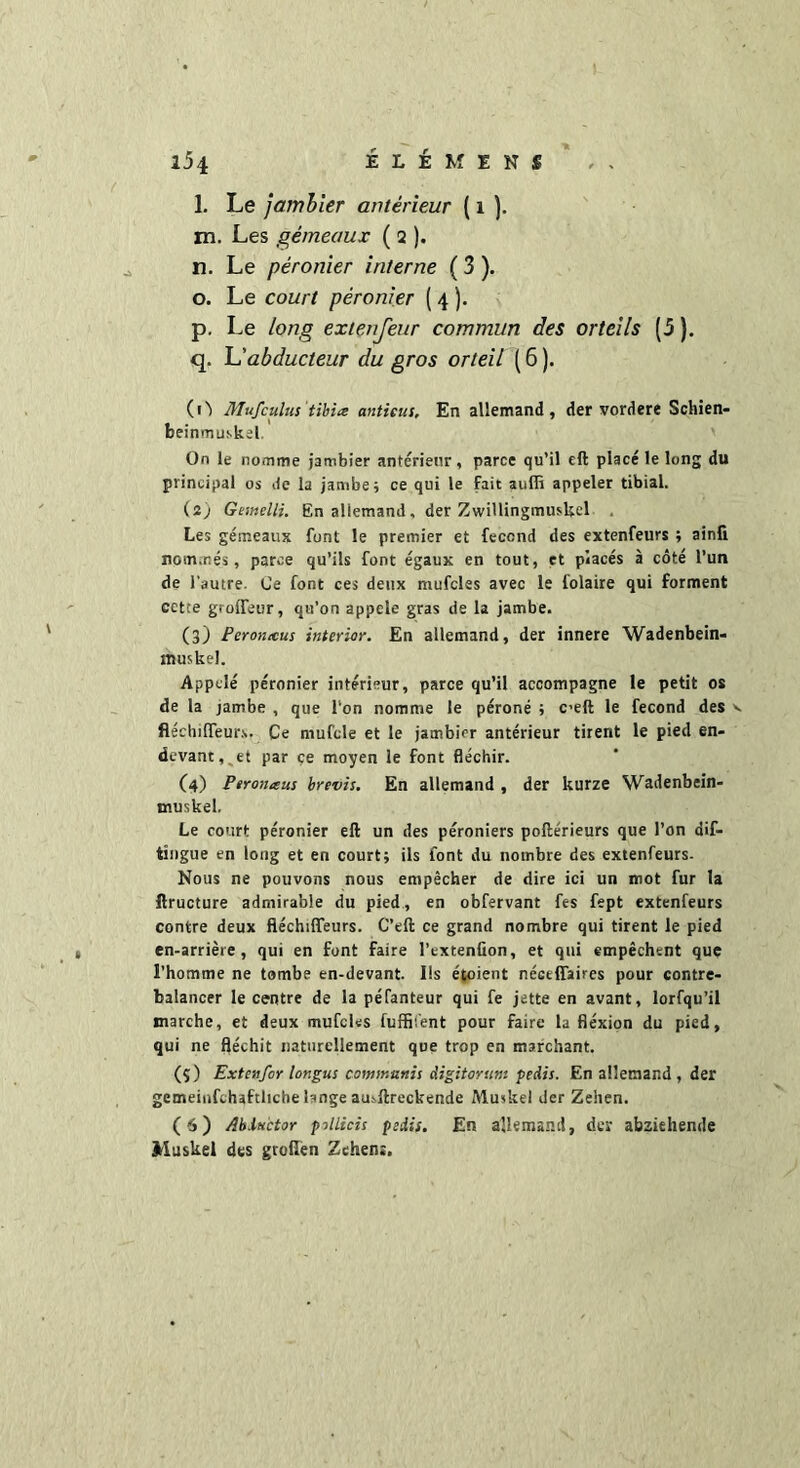 l. Le jambier antérieur ( 1 ). m. Les gémeaux ( 2 ). n. Le péronier interne (3 ). o. Le court péronier ( 4 ). p. Le long extenfeur commun des orteils (5). q. L’abducteur du gros orteil ( 6 ). (O Mufculus tib'ue anticus. En allemand, der vordere Schien- beinmuskil On le nomme jambier antérieur, parce qu’il eft placé le long du principal os de la jambe; ce qui le Fait aufli appeler tibial. (2) Gemelli. En allemand, der ZwiUingmuskel Les gémeaux font le premier et fécond des extenfeurs ; ainfi nommés, parce qu’ils font égaux en tout, et placés à côté l’un de l’autre. Ce font ces deux mufcles avec le folaire qui forment cette groifeur, qu’on appelé gras de la jambe. (3) Peronicus interior. En allemand, der innere Wadenbein- lîîuskel. Appelé péronier intérieur, parce qu’il accompagne le petit os de la jambe , que l'on nomme le péroné ; C’eft le fécond des v fléclufieur.s. Ce mufcle et le jambier antérieur tirent le pied en- devant, et par çe moyen le font fléchir. (4) Ptronœus brevis. En allemand , der kurze Wadenbein- muskel. Le court péronier eft un des péroniers poftérieurs que l’on dif- tingue en long et en court; ils font du nombre des extenfeurs. Nous ne pouvons nous empêcher de dire ici un mot fur la ftructure admirable du pied, en obfervant fes fept extenfeurs contre deux fléchiffeurs. C’eft ce grand nombre qui tirent le pied en-arrière, qui en font faire l’extenfion, et qui empêchent que l’homme ne tombe en-devant. Ils étoient néctlfaires pour contre- balancer le centre de la péfanteur qui fe jette en avant, lorfqu’il marche, et deux mufcles fuffifent pour faire la flexion du pied, qui ne fléchit naturellement que trop en marchant. (ç) Ext en for longue communie digitorum pedis. En allemand , der gemeinfchaftlichebngeau^ftreckende Muskel der Zehen. (6) Abluctor p->llicis pedis. En allemand, der abziehende Muskel des grollen Zehen;.