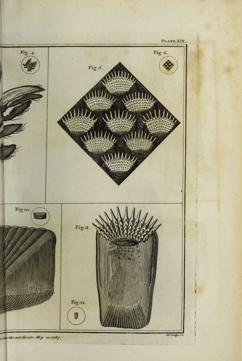 Plate XIX. Fr»>A aaW5 ®^a fagl&a ks-fcsa K|l)?Aw%fjf |^ N^aaa^av^j Fio-.n. FiV.io Fur. 5 c* Fig-. 6. I I i I