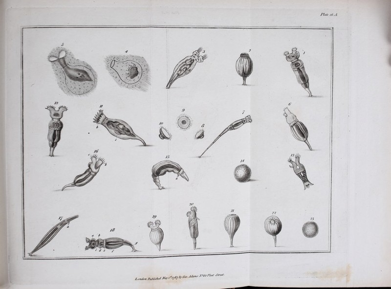 Plate 26. A