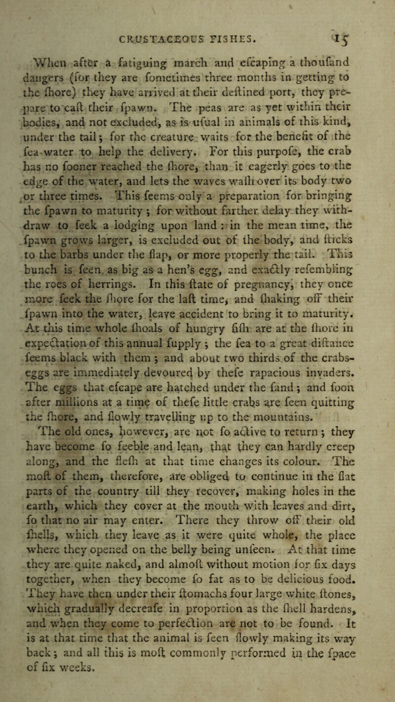 When after a fatiguing march and efcaplng a thoufand dangers (for they are fomeumes three months in getting to the fhore) they have arrived at their deilined port, they pre- pare to caft their fpawn. The peas are as yet within their bodies, and not excluded, as is ufual in animals of this kind, under the tail *, for the creature waits for the benefit of the fea-water to help the delivery. For this purpofe, the crab has no focner reached the fhore, than it eagerly goes to the edge of the water, and lets the waves waihover its body two or three times. This feems only a preparation for bringing the fpawn to maturity ; for without farther delay they with- draw to feek a lodging upon land : in the mean time, the fpawn grows larger, is excluded out of the body, and fticks to the barbs under the flap, or more properly the tail. This bunch is feen. as big as a hen’s egg, and exactly refembling the roes of herrings. In this date of pregnancy, they once more feek the fhore for the laft time, and (baking off their fpawn into the water, leave accident to bring it to maturity. At this time whole fhoals of hungry fifh are at the fhore in expectation of this annual fupply ; the fea to a great difiance feems black with them ; and about two thirds of the crabs- eggs are immediately devoured by thefe rapacious invaders. The eggs that cfcape are hatched under the fand *, and foon after millions at a time of thefe little crabs axe feen quitting the fhore, and (lowly travelling up to the mountains. The old ones, however, are not fo active to return ; they have become fo feeble and lean, that they can hardly creep along, and the flefh at that time changes its colour. The mod of them, therefore, are obliged to continue in the flat parts of the country till they recover, making holes in the earth, which they cover at the mouth with leaves and dirt, fo that no air may enter. There they throw off their old (hells, which chey leave as it were quite whole, the place where they opened on the belly being unfeen. At that time they are quite naked, and almofl without motion for fix days together, when they become fo fat as to be delicious food. They have then under their domachs four large white dones, which gradually decreafe in proportion as the fhell hardens, and when they come to perfection are not to be found. It is at that time that the animal is feen (lowly making its way back *, and all this is mod commonly performed in the fpace of fix weeks.