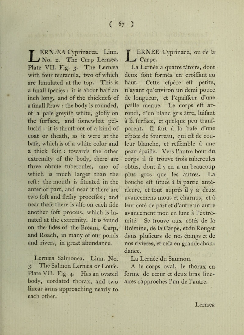 LERNÆA Cyprinacea. Linn. No. 2. The Carp Lemæa. Plate VII. Fig. 3. The Lernæa with four tentacula, two of which are lunulated at the top. This is a fmall fpecies : it is about half an inch long, and of the thicknefs of a fmall ftraw ; the body is rounded, of a pale greyifh white, gloffy on the furface, and foinewhat pel- lucid : it is thruft out of a kind of coat or iLeath, as it were at the bafe, which is of a white color and a thick ikin : towards the other extremity of the body, there are three obtufe tubercules, one of which is much larger than the reft : the mouth is fituated in the anterior part, and near it there are two foft and flelTiy proceftes ; and near thefe there is alfo on each fide another foft procefs, which is lu- nated at the extremity. It is found on the fides of the Bream, Carp, and Roach, in many of our ponds and rivers, in great abundance. Lernæa Salmonea. Linn. No. 3. The Salmon Lernæa or Loufe. Plate VII. Fig. 4. Has an ovated body, cordated thorax, and two linear arms approaching nearly to each other. LERNEE'Cyprinace, ou de la Carpe. La Lernée a quatre tâtoirs, dont deux font formés en croilfant au haut. Cette efpéce eft petite, n’ayant qu’environ un demi pouce de longueur, et l’épaifleur d’une paille menue. Le corps eft ar- rondi, d’un blanc gris âtre, luifant à l'a furface, et quelque peu tranf- parent. Il fort à la bafe d’une efpéce de fourreau, qui eft de cou- leur blanche, et reffemble à une peau épaiffe. Vers l’autre bout du corps il fe trouve trois tubercules obtus, dont il y en a un beaucoup plus gros que les autres. La bouche eft fituée à la partie anté- rieure, et tout auprès il y a deux, avancemens mous et charnus, et à leur coté de part et d’autre un autre avancement mou en lune à l’éxtré- mité. Se trouve aux côtés de la Brémine, de la Carpe, et du Rouget dans plufieurs de nos étangs et de nos rivieres, et cela en grande abon- dance. La Lernée du Saumon. A le corps oval, le thorax en forme de cœur et deux bras line- aires rapprochés l’un de l’autre.