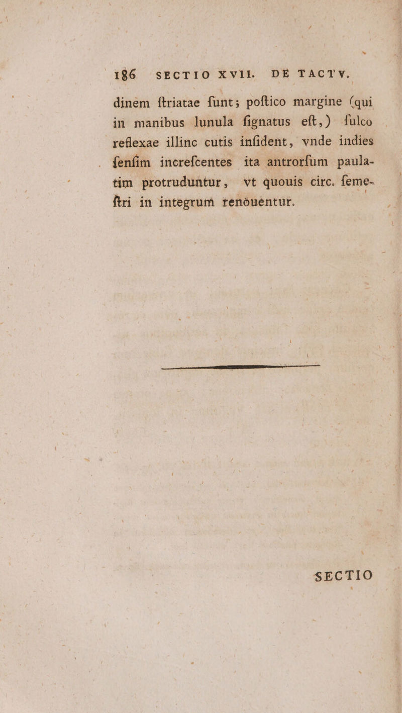 dinem ítriatae funt; poftico margine (qui in manibus lunula fignatus eít,) fulco reflexae illinc cutis infident, vnde indies jenfim increfcentes ita antrorfum paula- tim protruduntur, vt quouis circ. feme- ftri in integrum renóuentut. !