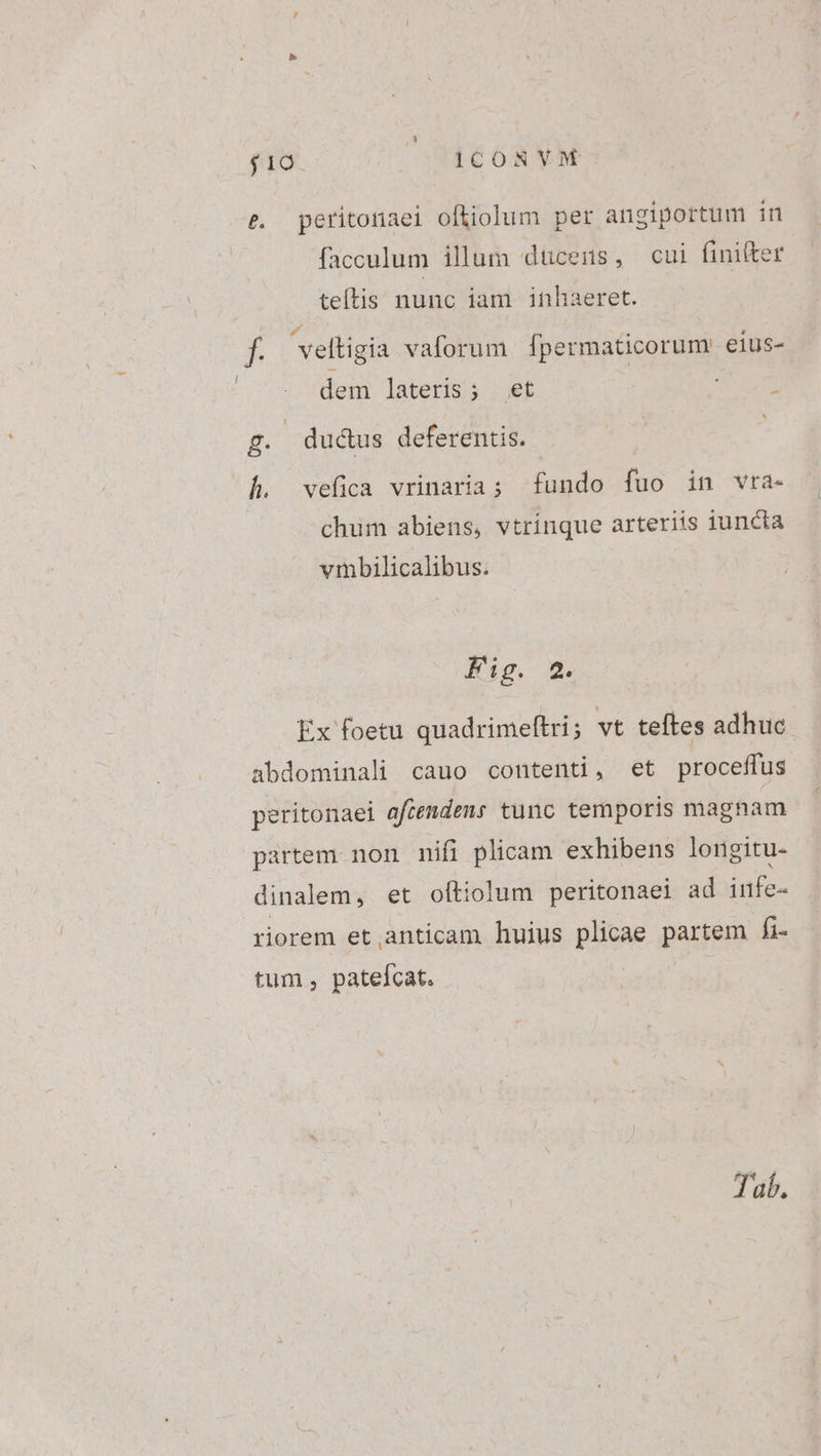 $10 |$OOPCONVM e. peritonaei ofliolum per angiportum in facculum illum dücens, cui fini(ter teítis nunc iam inhaeret. bs veltigia vaforum Ífpermaticorum eius- dem lateris; et SCIES £. | ductus deferentis. | h. vefica vrinaria; fundo fuo in vra- chum abiens, vtrinque arteriis iuncta vmbilicalibus. Fig. 2. Ex foetu quadrimeftri; vt teftes adhuc abdominali cauo contenti, et proceffus peritonaei aftendens tunc temporis magnam partem non nifi plicam exhibens longitu- dinalem, et oftiolum peritonaei ad infe- riorem et anticam huius plicae partem fi- tum, patelcat.