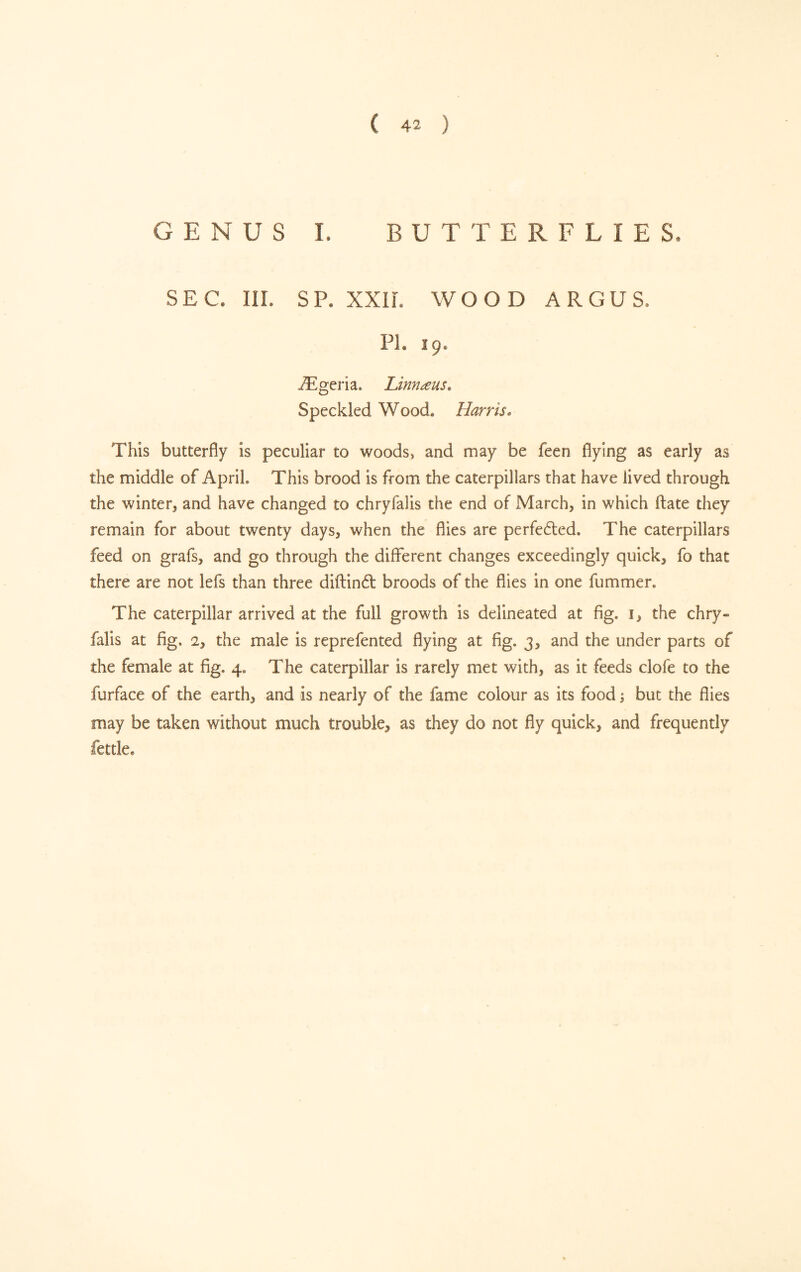 ( 42 ) GENUS I. BUTTERFLIES. SEC. III. SP. XXir. WOOD ARGUS. PL 19. Ægeria. Linnæus, Speckled Wood. Harris» This butterfly is peculiar to woods, and may be feen flying as early as the middle of April. This brood is from the caterpillars that have lived through the winter, and have changed to chryfalis the end of March, in which ftate they remain for about twenty days, when the flies are perfeéted. The caterpillars feed on grafs, and go through the different changes exceedingly quick, fo that there are not lefs than three diftinft broods of the flies in one fummer. The caterpillar arrived at the full growth is delineated at fig. i, the chry- falis at fig. 2, the male is reprefented flying at fig. 3, and the under parts of the female at fig. 4. The caterpillar is rarely met with, as it feeds clofe to the furface of the earth, and is nearly of the fame colour as its food ; but the flies may be taken without much trouble, as they do not fly quick, and frequently fettle.