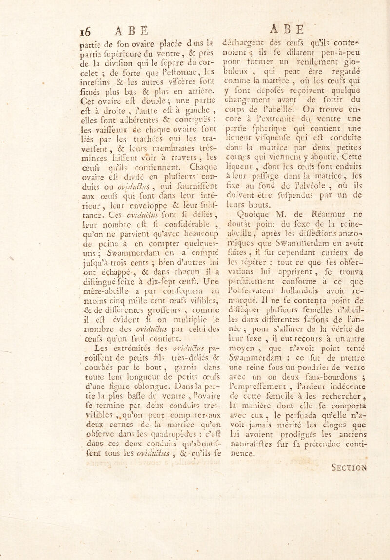 partie de fon ovaire placée dais la partie fiipérieure du ventre, & ptes de la divifion qui le fépare du cor- celet ; de forte que l’eflomac, Ls in te (lins & les autres vilcères font fitués plus bas & plus en arrière. Cet ovaire eft double; une partie eft a droite , l’autre eft à gauche , elles font adhérentes 6c contiguës : les vaifiêaux de chaque ovaire font liés par les trachées qui les tra- versent , & leurs membranes très- minces iaîffent voir à travers , les œufs qu’ils contiennent. Chaque ovaire eft divifé en plufienrs ' con- duits ou ovidueius , qui fournirent aux œufs qui font clans leur inté- rieur , leur enveloppe & leur fubf- tance. Ces ovidueius font fi déliés , leur nombre eft h conftdérâble , qu’on ne parvient qu’avec beaucoup de peine a en compter quelques- uns ; Swammerdam en a compté iufqu’à trois cents ; b’en d’autres lui ont échappé , 6c dans chacun il a diftingué feize à dix-fept œufs. Une mère-abeille- a par conféquent au moins cinq mille cent œufs viftbles, & de différentes grofteurs , comme il eft évident ft on multiplie le nombre des ovidueius par celui des œufs qu’un fenl contient. Les extrémités des ovidueius pa- roiftent de petits fils très-deiies & courbés par le bout , garnis dans toute leur longueur de petits œufs d’une ligure oblongue. Dans la par- tie la plus balle du ventre , l’ovaire fe termine par deux conduits très- viftbles , .qu’on peut conspirer-aux deux cornes de la matrice qu’on obferve dans les quadrupèdes : c’eft dans ces deux conduits qu’aboutif- fent tous les ovidueius , & ■ qu’ils fe déchargent des œufs qu’ils conte* noient ils fe dilatent pëu-à-peu pour former un rendement glo- buleux , qui peut être regardé comme la matrice , où les œufs qui y font depofés reçoivent quelque change ment avant de fouir du corps de l’abeille. On trouve en-* core à l’extrémité du ventre une partie fpherique qui contient une liqueur yifqueufe qui eft conduite dans la matrice par deux petites coings qui viennent y aboutir. Cette liqueur , dont les œufs font enduits à leur paftage dans la matrice, les fixe au fond de l’alvéole , où ils doivent être fufpendus par un de leurs bouts. Quoique M. de Réaumur ne doutât point du fexe de la reine- abeille , après les difleéHons anato- miques que Swammerdam en avoit faites , il fut cependant curieux de les répéter : tout ce que fes obfer- vations lui apprirent , fe trouva parfaitement conforme à ce que l’obfervateur hollandois avoit re- marqué. Il ne fe contenta point de dift'equer plufieurs femelles d’abeil- les dans dilFérentes faifons de l’an- née ; pour s’aftùrer de la vérité de leur fexe , il eut recours a un autre moyen , que n’avoit point tenté Swammerdam : ce fut de mettre une reine fous un poudrier de verre avec un ou deux faux-bourdons ; l’empreiTement , l’ardeur indécente de cette femelle à les rechercher , la manière dont elle fe comporta avec eux, le peifuada qu’elle n’a- voit jamais mérité les éloges que lui avoient prodigués les anciens naturaliftes fur fa prétendue conti- nence. Section