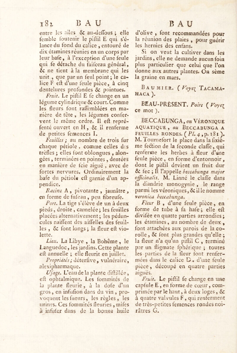 entre les ailes 6z au-defToiis ; elle femble foutenir le plfûl E qui s’é- lance du fond du calice , entouré de dix étamines réunies en un corps par leur baie, à rexceptlon d’une feule qui fe détache du faifceau général, éc ne tient à la membrane qui les unit , que par un feul point ; le ca- lice F efl d’une feule pièce, à cinq dentelures profondes 6c pointues. Fruit, Le pilVil E fe change en un légume cylindrique 6c court. Comme les fleurs font raffemblées en ma- nière de tête , les légumes confer- vent le même ordre. Il eff repré- fenté ouvert en H, 6i il renferme de petites fcmences I. Feuilles ; au nombre de trois fur chaque pétiole , comme celles des trèfles ; elles font oblongues , alon- gées , terminées en pointes , dentées en manière de fcie aigue , avec de fortes nervures. Ordinairement la bafe du pétiole efl garnie d’un ap- pendice. Racine A , pivotante , jaunâtre , en forme de ful'eau , peu fibreufe. Port, La tige s’élève de un à deux pieds, droite , cannelée ; les feuilles placées alternativement; les pédun- cules naiflfent des aiflTelles des feuil- les , 6l font longs ; la fleur ell: vio- lette. Lieu, La Libye , la Bohême , le Languedoc, les jardins,Cette plante efl; annuelle ; elle fleurit en juillet. Propriétés; déterfive, vulnéraire, alexipharmaquc. Ujage, L’eau de la plante diflillée, efl: ophtalmique. Les fommités de la plante fleurie, à la dofe d’un gros, en infuflon dans du vin , pro- voquent les fueurs, les règles, les urines. Ces fommités fleuries , mifes à infufer dans de la bonne huile d’olive , font recommandées pour la réunion des plaies , pour guérir les hernies des enfans. Si on veut la cultiver dans les jardins, elle ne demande aucun foin plus particulier que celui que l’on donne aux autres plantes. On sème la graine en mars. B A U MI ER. ( Foyei TaCAMA-t HACA ). beau-présent. Poire ( Foyei ce mot ). BECCABUNGA, ou Véronique AQUATIQUE , QU BeCCABUNGA A FEUILLES RONDES. ( F/. 4 , p. 1 S I ). M. Tournefort le place dans la flxiè- me feéfion de la fécondé clafTe, qui renferme les herbes à fleur d’une feule pièce, en forme d’entonnoir, dont le pillil devient un fruit dur 6c fec ; Il l’appelle hsccahunga major officînalis. M. Linné le clalTe dans la diandrie monogynie , le range parmi les véroniques, ëc il le homme veronica heccabunga. Fleur B , d’une feule pièce, en forme de tube à fa hafe ; elle efl divifée en quatre parties arrondies; les étamines, au nombre de deux , font attachées aux parois de la co- rolle , 6c font plus grandes qu’elle ; la fleur n’a qu’un pifbl C , terminé par un fligmate fphérique ; toutes les parties de la fleur Ibnt renfer- mées dans le calice D. d’une feule pièce, découpé en quatre parties aiiiuës. Fruit, Le plflil fe change en une capfule E, en forme de cœur, com- primée par le haut, à deux loges, 6c à quatre valvules F, qui renferment de très-petites femences rondes noi- râtres G.