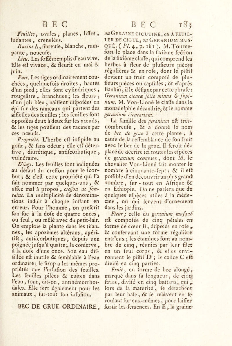 9 Feuilles J ovales, planes, lifTes îiiifantes, crenelées. Racine A y ûbreuie y blanche, ram- pante , noueufe. Lieu» Les foffés remplis d’beau vire. Elle efl vivace, ôc fleurit en mai ôc juin. Pore» Les tiges ordinairement cou- chées , quelquefois droites, hautes d’un pied ; elles font cylindriques , rougeâtre , branchues ; les fleurs , d’un joli bleu , nailTenî difpofëes en épi fur des rameaux qui partent des aiflelles des feuilles ; les feuilles font oppofées deux à deux fur les nœuds, & les tiges pouflent des racines par ces nœuds. Propriété» L’herbe efl infipide au goût, & fans odeur ; elle efl déter- live , diurétique, antifcorbutique , vulnéraire. UÇage» Les feuilles font indiquées au défaut du crefl'on pour le fcor- but ; & c’eft cette propriété qui l’a fait nommer par quelques-uns , & affez mal à propos , crejfon de fon- taine» La multiplicité de dénomina- tions induit à chaque inflant en erreur. Pour Thomme, on prefcrit fon fuc à la dofe de quatre onces , ou feul, ou mêlé avec du petit-lait. On emploie la plante dans les tifan- nes, les apozènies altérans , apéri- tifs , antifcorbutiques, depuis une poignée jufqu’à quatre ; la conferve , à la dofe d’une once. Son eau dif- tillée efl inutile & (emblable à l’eau ordinaire; le firop a les mêmes pro- priétés que Finfuflon des feuilles. Les feuilles pilées & cuites dans l’eau , font, dit-on , antihémorrhoï- dales.. Elle fert également pour les animaux , fur-tout fon infufion. BEC DE GRUE ORDINAIRE, 0//GeRAINE CICUTINE, AFEUIL-; LER DE CIGUË, e// GERANIUM IvXUS- QUE. ( P/. 4 5 pr î8i ). M.Toiirne- fort le place dans la fixième feéiioii de la fixième clafle, qui comprend les herbes à fleur de plufleurs pièces régulières ôc en rofé, dont le piflil devient un fruit compofé de plu- fieurs pièces ou capfules ; & d’après Banhin, il le défigne par cette phrafe : Géranium clcutce folio minus & fitpi- niim» M. Von-Linné le claflé dans la monadelphie décandrie, & le nomme géranium cicutarium» La famille des géranium efl très- nombreufe , ëc a donné le nom de bec de grue à cette plante , à caufe de^la reflemblance de fon fruit avec le bec de la grue. Il feroit dé- placé de décrire ici toutes les efpèceS’ de géranium connues , dont M. le' chevalier Von-Linné fait monter le' nombre à clnquante-fepî ; & il eff poflible d’en découvrir un plus grandi nombre , fur - tout en Afrique en Ethiopie. On ne parlera que de- quelques efpèces utiles à la méde- cine , ou qui lervent d’ornemenît dans les jardins. Fleur ; celle du géranium mufquf efl compofée de cinq pétales em forme de cœur B , difpofés en rofe y confervant une forme régulière' entr’eux ; les étamines font au nom- bre de cinq, réunies par leur fliet en un feul corps , & elles envi-^ ronnent le piflil D ; le calice C eft divifé- en cinq parties. fruit, en lorme de bec alongé,. marqué dans fa longueur, de cinq; flries, divifé en cinq batîans, qui lors de la maturité , lé détachent par leur bafe, & fe relèvent en fe' roulant lur eux-mêmes , pour laifTer' fortir Ies>femences. En E,, la graine^