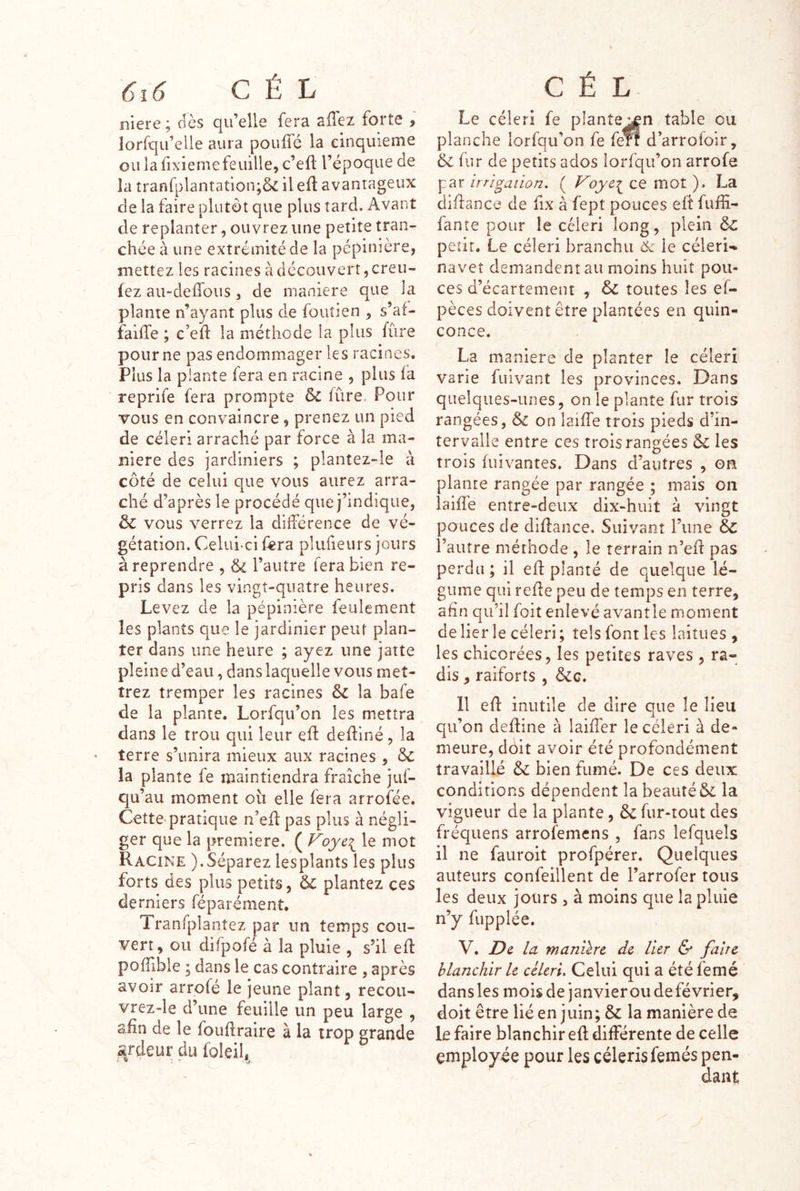 niere; dès qu’elle fera aiîez forte , lorfqu’elle aura pouffé la cinquième ou la fixieme feuille, c’eft l’époque de la tranfplantatlon;& il eff avantageux de la faire plutôt que plus tard. Avant de replanter, ouvrez une petite tran- chée à une extrémité de la pépinière, mettez les racines k découvert, creu- fez aii-deffous, de maniéré que la plante n’ayant plus de foutien , s’af- faiffe ; c’ed la méthode la plus fûre pour ne pas endommager les racines. Plus la plante fera en racine , plus fa reprife fera prompte &C fûre. Pour vous en convaincre, prenez un pied de céleri arraché par force à la ma- niéré des jardiniers ; plantez-ie à côté de celui que vous aurez arra- ché d’après le procédé que j’indique, & vous verrez la différence de vé- gétation. Celui-ci fera pliifieurs jours à reprendre , & l’autre fera bien re- pris dans les vingt-quatre heures. Levez de la pépinière feulement les plants que le jardinier peut plan- ter dans une heure ; ayez une jatte pleine d’eau, dans laquelle vous met- trez tremper les racines &c la bafe de la plante. Lorfqu’on les mettra dans le trou qui leur eff deffiné, la terre s’unira mieux aux racines , & la plante fe maintiendra fraîche juf- qu’au moment oîi elle fera arrofée. Cette-pratique n’efi: pas plus à négli- ger que la première. ( Voye:^ le mot Racine ).Séparez lesplants les plus forts des plus petits, plantez ces derniers féparément. Tranfplantez par un temps cou- vert, ou dffpofe à la pluie , s’il eff poffible ; dans le cas contraire , après avoir arrofe le jeune plant, recou- vrez'le d’une feuille un peu large , afin de le fouffraire à la trop grande â/deur du foleil,. Le céleri fe plante^n table ou planche lorfqu’on fe ferf d’arrofoir, &: fur de petits ados lorfqu’on arrofe par irrigation, ( Voyct^ ce mot ). La diffance de fix à fept pouces eff fufii- fanîe pour le ccleri long, plein & petit. Le céleri branchu le célerU navet demandent au moins huit pou- ces d’écartement , & toutes les ef- pèces doivent être plantées en quin- conce. La maniéré de planter le céleri varie fuivant les provinces. Dans quelques-unes, on le plante fur trois rangées, & on laiffe trois pieds d’in- tervalle entre ces trois rangées & les trois (uivantes. Dans d’autres , on plante rangée par rangée ; mais on laiffe entre-deux dix-huit à vingt pouces de diffance. Suivant l’une 6c l’autre méthode , le terrain n’eff pas perdu ; il eff planté de quelque lé- gume qui reffe peu de temps en terre, afin qu’il foit enlevé avant le moment de lier le céleri ; tels font les laitues , les chicorées, les petites raves , ra- dis , raiforts , 11 eff inutile de dire que le lieu qu’on deffine à laiffer le céleri à de- meure, doit avoir été profondément travaillé & bien fumé. De ces deux conditions dépendent la beautés la vigueur de la plante, &c fur-tout des fréquens arrofemens , fans lefquels il ne fauroit profpérer. Quelques auteurs confeillent de l’arrofer tous les deux jours , à moins que la pluie n’y fupplée. V. De la manière de Vier & faire blanchir le céleri. Celui qui a été femé dans les mois de janvier ou de février, doit être lié en juin; & la manière de le faire blanchir eff différente de celle employée pour les céleris femés pen- dant