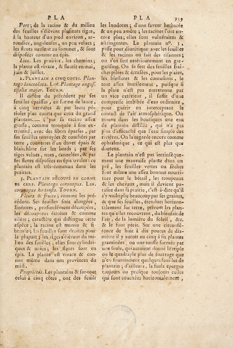 -* P L A Port ; de la racine 8c du milieu des feuilles s’élèvent plusieurs tiges, à la hauteur d’un pied environ , ar- rondies , angüleufes, un peu velues ; les fleurs naillent au fommet, 8c font difpo fées comme en épis. Lieu. Les prairies, les chemins; la plante eft vivace , 8c fleurit en mai, juin 8c juillet. 2. Plantain a cinq cotes. Plan- tago lanceolata. Lin.Plantago anguf. tijolia major. Tourn. Il diffère du précédent par fes feuilles cpaifles, en forme de lance , à cinq nervures êc par leurs pé- tioles plus courts que ceux du grand plantain...... ; * par fa racine allez grofle , comme tronquée à fon ex- trémité, avec des fibres éparfes , par fes feuilles renvoyées 8c couchées par terre , couvertes d’un duvet épais 8c blanchâtre fur les bords ; par fes tiges velues, nues, cannelées, 8c par fes flenrs difpofées en épis ovales : ce plantain eft très-commun dans les prairies. 3. Plantain découpé en corne de cerf. Plantago coronopus. Lin. coronopus horttnjis. Tourn. Fleurs 8c fruits \ comme les pré- cédera. Ses feuilles font aîongées , linéaires , profondément découpées, les découpures étroites 8c comme ailées ; cara&ère qui diftingue cette efpèce ; la racine eft menue 8c fi brenfe ; les feuilles font droites pour la plupart ; les liges s’élèvent du mi- lieu des feuilles ; elles font cylindri- ques 8c unies ; les fleurs font en épis. La plante eft vivace 8c con- nue même dans nos provinces du midi. Propriétés. Les plantains 8c fur-tout celui à cinq côtes , ont des feuiir P L A yc* les inodores ; d’une faveur herbacée 8c un peu amère ; les racines l’ont en* cp’re plus; elles font vulnéraires 8c aftringentes. Le plantain n°. 3 , pifte pour diurétique; avec les feuilles 8c les racines on fait des tifaunes ; on s’en fert extérieurement en gar- garifme. On fe fert des feuilles fraî- ches pilées 8c écrafées, pour les plaies, les blefliires 8c les conciliions , le tout allez inutilement , puifque fi la plaie n’eft pas entretenue par un vice extérieur il fuffit d’une compreffe imbibée d’eau ordinaire , pour guérir en interceptant le contad de l’air atmofphérique. O11 trouve dans les boutiques une eau de plantain diftilée , qui n’a pas p 1 ns d’efficacité que l’eau fini pie des rivières. On la regarde encore comme ophtalmique , ce qui eft plus que douteux. Le plantain n’eft pas intrinfèque- ment une mauvaife plante dans un pré , les feuilles vertes ou fèches font meme une allez bonnne nourri- ture pour le bétail , les troupeaux 8c les chevaux mais il devient pa- rante dans la prairie , c’eft- à-dire qu’il s’y multiplie beaucoup par fes graines, & que fes feuilles, étendues horizon- talement fur terre, privent les plan- tes qu’elles recouvrent, dubienfaitde l’air , de la lumière du fcleil , &c, 8c le font périr. Sur une circonfé- rence de huit à dix pouces de dia- mètre il y auroit eu cinq à fix plantes graminées , ou une touffe formée par une feule, qui auraient donné le triple ou le quadraple plus de fourrage que n’en fourniroienr quelques feuilles de plantain ; d’ailleurs, la faulx épargne toujours ou prefque toujours celles qui font couchées horizontalement , \ / \