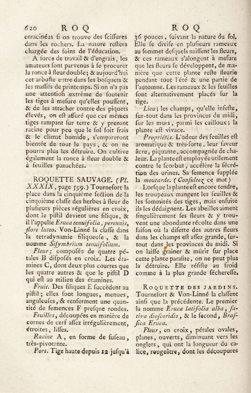 enracinées fi on trouve des fciffures dans les rochers, La nature refiera chargée des foins de réducation. A force de travail & d’engrais, les amateurs font parvenus à fe procurer la ronce à fieurdouble; & aujourd’hui cet arbufte entre dans les bofquets & les mafiifs de printemps. Si on n’a pas une attention extrême de foutenir les tiges à mefure qu’elles pouffent, & de les attacher contre des piquets élevés, on eft affuré que ces mêmes tiges rampant fur terre & y prenant racine pour peu que le fol foit frais & le climat humide , s’empareront bientôt de tout le pays , & on ne pourra plus les détruire. On cultive également la ronce à fleur double & à feuilles panachées. ROQUETTE SAUVAGE. (PL XXXIX, page Tournefort la place dans la cinquième fedion de la cinquième claffe des herbes à fleur de plufieurs pièces régulières en croix, dont le piftil devient une fiîique, & il l’appelle Eruca tenuifolia, perennis, flore luteo. Von-Linné la claffe dans O» la tetradvnamie filiqueufe , & la nomme Sijymbrium tenu!folium. Fleur ; compofée de quatre pé- tales R difpofés en croix. Les éta- mines C, dont deux plus courtes que les quatre autres & que le piftil D qui eft au milieu des étamines. Fruit. Des filiques E fuccèdent au piftil; elles font longues, menues, anguîeufes, 8c renferment une quan- tité de femences F prefque rondes. Feuilles, découpées en manière de cornes de cerf affez irrégulièrement, étroites, liffes. Racine A, en forme de fufeau, très-pivotante. Part* Tige haute depuis 12 jufqu’à 36 pouces, fuivant la nature du fol. Elle fe divife en plufieurs rameaux au fommet defqueîs naiffent les fleurs, & ces rameaux s’alongent à mefure que les fleurs fe développent, de ma- nière que cette plante refte fleurie pendant tout l’été & une partie de l’automne. Les rameaux &' les feuilles font alternativement placés fur la tige. Lieu ; les champs, qu’elle infefte, fur-tout dans les provinces du midi, fur les murs, parmi les cailloux ; la plante eft vivace. Propriétés. L’odeur des feuilles eft: aromatique & très-forte, leur faveur âcre, piquante, accompagnée de cha- leur. La plante eft employée utilement contre le feorbut, accélère la fécré- tion des urines. Sa femence fupplée la moutarde. ( Confulte^ ce mot ) Lorfque la plante eft encore tendre, les troupeaux mangent les feuilles Ôc les fommités des tiges, mais enfuite ils les dédaignent. Les abeilles aiment fingulièrement fes fleurs & y trou- vent une abondante récolte dans une faifon où la difette des autres fleurs dans les champs eft affez grande, fur- tout dans , les provinces du midi. Si on laiffe grainer & mûrir fur place cette plante parafite, on ne peut plus la détruire. Elle réfifte au froid comme à la plus grande féchereffe. Roquette des jardins. Tournefort & Von-Linné la dallent ainfi que la précédente. Le premier la nomme Eruca latifolia alla y fa- tiva diofeoridis, & le fécond, B raf- fut Eruca. Fleury en croix, pétales ovales, planes, ouverts, diminuant vers les onglets, qui ont la longueur du ca- lice, rougeâtre, dont les découpures