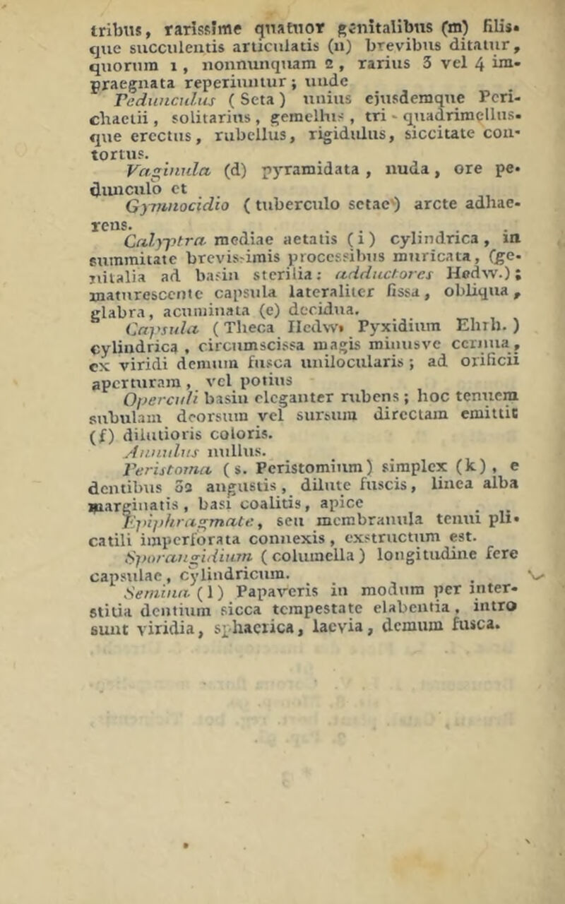 cjiie succiüeiitis aructilatis (n) brevibus ditaiur, qiiorum 1, noiinxinqiiam 2 , rariiis 3 vel 4 bn- praegnata reperiuiitur; uudc raduncuhu (Seta) unius cjusdemqne Pcri- chaciii , folitariiis , gemelhi::, tri •• qnadrimclliis. qiie ercctiis, riibellus, rigididiis, sicciute cou* tortuf. Vagviula (d) pyramidata , xiuda, ore pe* öiuiculo ct Gyytinocidio {tuberciilo sctac') arcte adhae- rcns. Calyjytra. raGAÄne aetatis (1) cylindnca , itt summitate brcvisrirais proccsfibiis miiricata, fg:e- nilalia ad bafin stcrilia; adductores Hodw.); inaturescciiic capsula latcraliicr fissa, obliqua, glabra, aciiiuiiiata (e) dccidiia. Caj'sula. (Tlieca Ilcdwt Pyxidiiini Ehih. ) eyliudrica . circumscissa magb minusve ccrnua cx viridi dcnmm fiisca unilocularb ; ad orificii apcrnirani, vcl potius 0])ercuVi basiu eleganter rubens ; hoc tcnnem subulaui dcorsuin vcl sursiim dircciam emittic (f) dilutioris coloris. Aiiiiidiis inillus. Veristomet ( s. Pcristomiiim ) simplcx (k), e dentibus 3a angiistis, dilmc fuscis, liiiea alba margiiiatis , basi coalitis, apice l<in])hrixs;mate., seu mcmbrannla temu pli» catili iinperforata connexis, exstructum est. Üporans^iduan ( columella ) longitiidine fere capsulac, cyliiidricnm. Semiiux (1) Papaveris in modnni per inter* stitia dentintn sicca tcrapestate elabcntia, intro sunt viridia, spliacrica, lacvia, demum fusca.