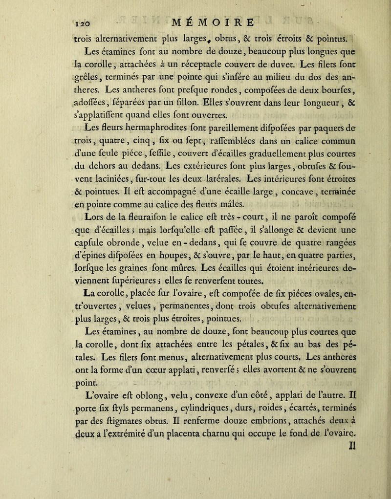 trois alternativement plus larges, obtus, & trois étroits & pointus. Les étamines font au nombre de douze, beaucoup plus longues que la corolle, attachées à un réceptacle couvert de duvet. Les filets font grêles, terminés par une pointe qui s’infére au milieu du dos des an- thères. Les anthères font prefque rondes , compofées de deux bourfes, adoffées, féparées par un fillon. Elles s’ouvrent dans leur longueur , & s’applatiflent quand elles font ouvertes. Les fleurs hermaphrodites font pareillement difpofées par paquets de trois, quatre, cinq, fix ou fept, raflemblées dans un calice commun d’une feule pièce , feflile, couvert d’écailles graduellement plus courtes du dehors au dedans. Les extérieures font plus larges , obtufes & fou- vent laciniées, fur-tout les deux latérales. Les intérieures font étroites & pointues. Il eft accompagné d’une écaille large , concave, terminée en pointe comme au calice des fleurs males. Lors de la fleuraifon le calice eft très -r court, il ne paroît compofé que d’écailles > mais lorfqu’elle eft paflee, il s’allonge & devient une capfule obronde , velue en - dedans, qui fe couvre de quatre rangées d’épines difpofées en houpes, & s’ouvre, par le haut, en quatre parties, lorfque les graines font mûres. Les écailles qui étoient intérieures de- viennent fupérieures > elles fe renverfent toutes. La corolle, placée fur l’ovaire, eft compofée de fix pièces ovales, en- trouvertes, velues, permanentes, dont trois obtufes alternativement plus larges, & trois plus étroites, pointues. Les étamines, au nombre de douze, font beaucoup plus courtes que la corolle, dont fix attachées entre les pétales, & fix au bas des pé- tales. Les filets font menus, alternativement plus courts. Les anthères ont la forme d’un cœur applati, renverfé y elles avortent & ne s’ouvrent point. L’ovaire eft oblong, velu, convexe d’un côté, applati de l’autre. II porte fix ftyls permanens, cylindriques, durs, roides, écartés, terminés par des ftigmates obtus. Il renferme douze embrions, attachés deux à deux à l’extrémité d’un placenta charnu qui occupe le fond de l’ovaire. Il