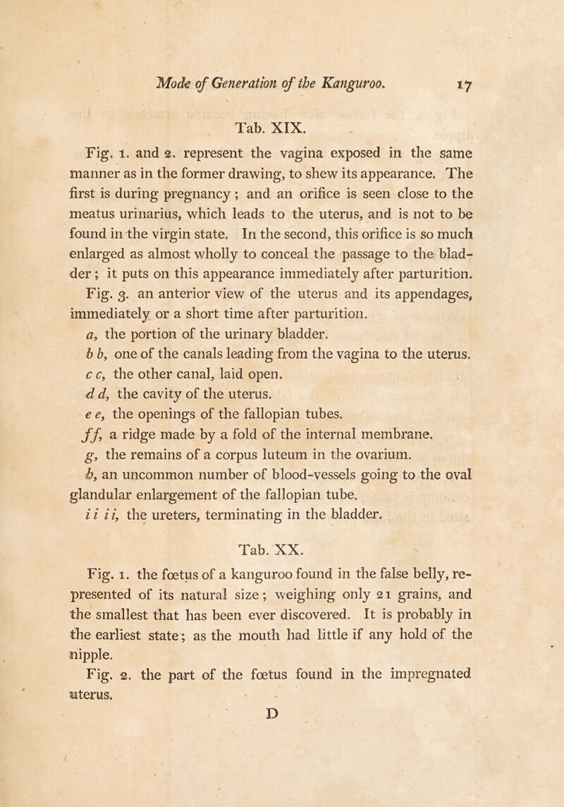 Tab. XIX. Fig. 1. and 2. represent the vagina exposed in the same \ manner as in the former drawing, to shew its appearance. The first is during pregnancy; and an orifice is seen close to the meatus urinarius, which leads to the uterus, and is not to be found in the virgin state. In the second, this orifice is so much enlarged as almost wholly to conceal the passage to the blad- der ; it puts on this appearance immediately after parturition. Fig. 3. an anterior view of the uterus and its appendages^ immediately or a short time after parturition. a, the portion of the urinary bladder. b b, one of the canals leading from the vagina to the uterus. c c, the other canal, laid open. d d, the cavity of the uterus. e e, the openings of the fallopian tubes. ff9 a ridge made by a fold of the internal membrane. g9 the remains of a corpus luteum in the ovarium. h, an uncommon number of blood-vessels going to the oval glandular enlargement of the fallopian tube. i i i i, the ureters, terminating in the bladder. Tab. XX. Fig. 1. the foetus of a kanguroo found in the false belly, re- presented of its natural size; weighing only 21 grains, and the smallest that has been ever discovered. It is probably in the earliest state ; as the mouth had little if any hold of the nipple. Fig. 2. the part of the foetus found in the impregnated uterus. D