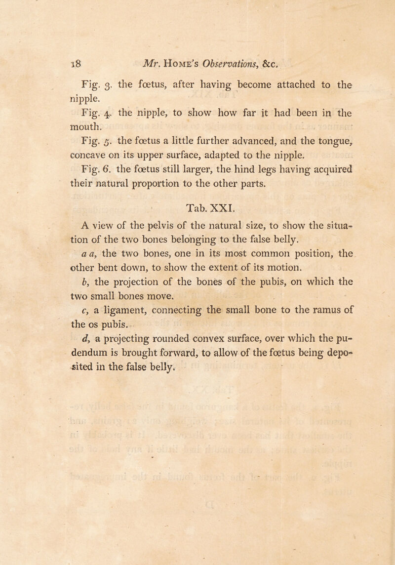 Fig. 3. the foetus, after having become attached to the nipple. Fig. 4. the nipple, to show how far it had been in the mouth. Fig. 5. the foetus a little further advanced, and the tongue, concave on its upper surface, adapted to the nipple. Fig. 6. the foetus still larger, the hind legs having acquired their natural proportion to the other parts. Tab. XXL A view of the pelvis of the natural size, to show the situa- tion of the two bones belonging to the false belly. a a, the two bones, one in its most common position, the other bent down, to show the extent of its motion. b, the projection of the bones of the pubis, on which the two small bones move. c, a ligament, connecting the small bone to the ramus of the os pubis. d, a projecting rounded convex surface, over which the pu- dendum is brought forward, to allow of the foetus being depo- sited in the false belly.