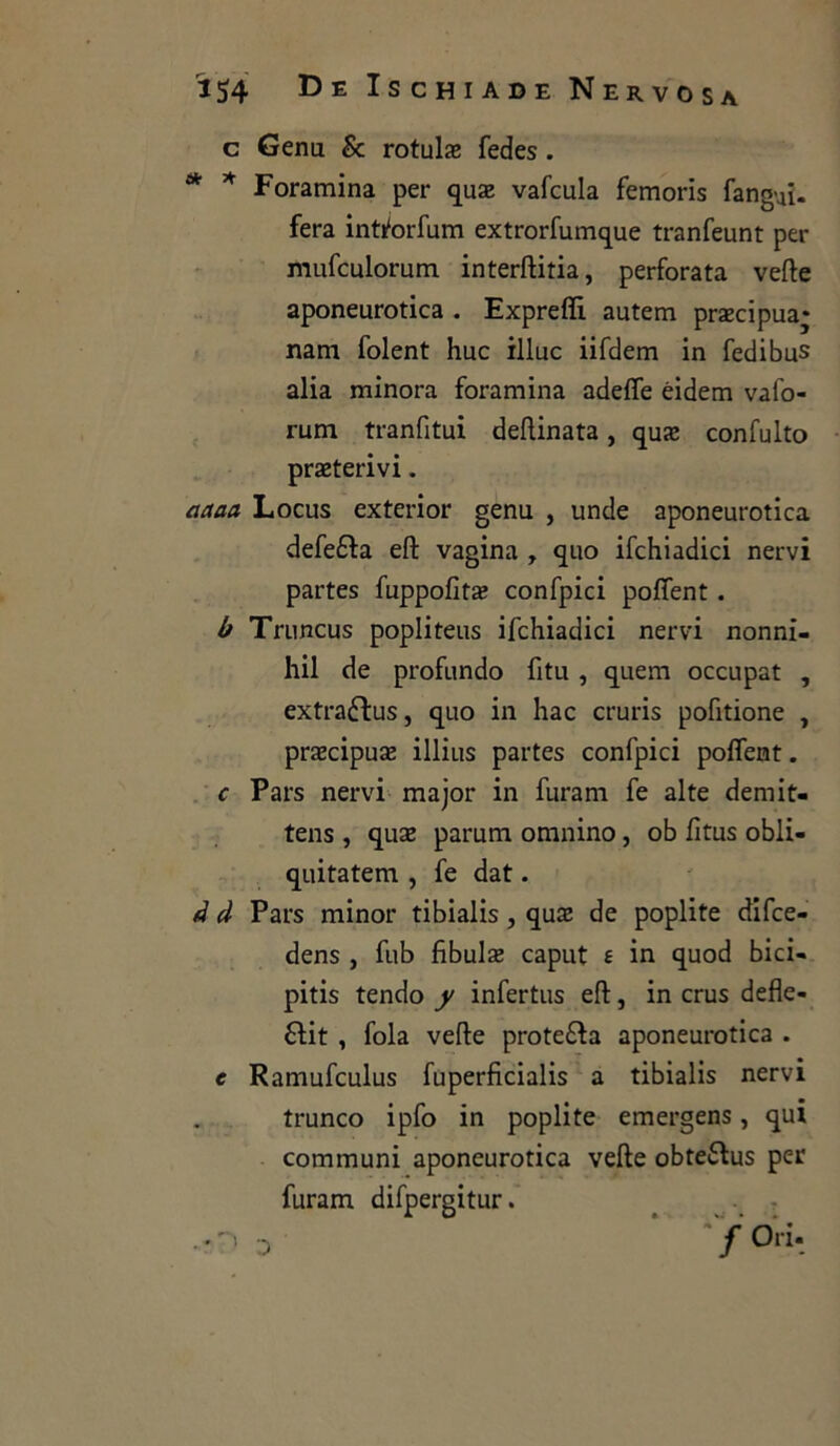 c Genu & rotulae fedes . * * Foramina per quae vafcula femoris fangui. fera iniorfum extrorfumque tranfeunt per mufculorum interftitia, perforata verte aponeurotica . Exprefli autem precipua* nam folent huc illue iifdem in fedibus alia minora foramina aderte èidem vafo- rum tranfitui dertinata, quae confulto preterivi. aaaa Locus exterior genu , unde aponeurotica defeca eft vagina , quo ifchiadici nervi partes fuppofita? confpici pofient . b Truncus popliteus ifchiadici nervi nonni- hil de profundo fitu , quem occupat , extrattus, quo in hac cruris pofitione , precipuae illius partes confpici poflent. c Pars nervi major in furam fe alte demit- tens , quae parum omnino, ob fitus obli- quitatem , fe dat. d d Pars minor tibialis, quae de poplite difee- dens , fub fibula? caput e in quod bici- piti tendo y infertus eft, in crus defle- tti , fola verte protetta aponeurotica . c Ramufculus fuperficialis a tibialis nervi trunco ipfo in poplite emergens, qui communi aponeurotica verte obtettus per furam difpergitur. - / Ori. 0