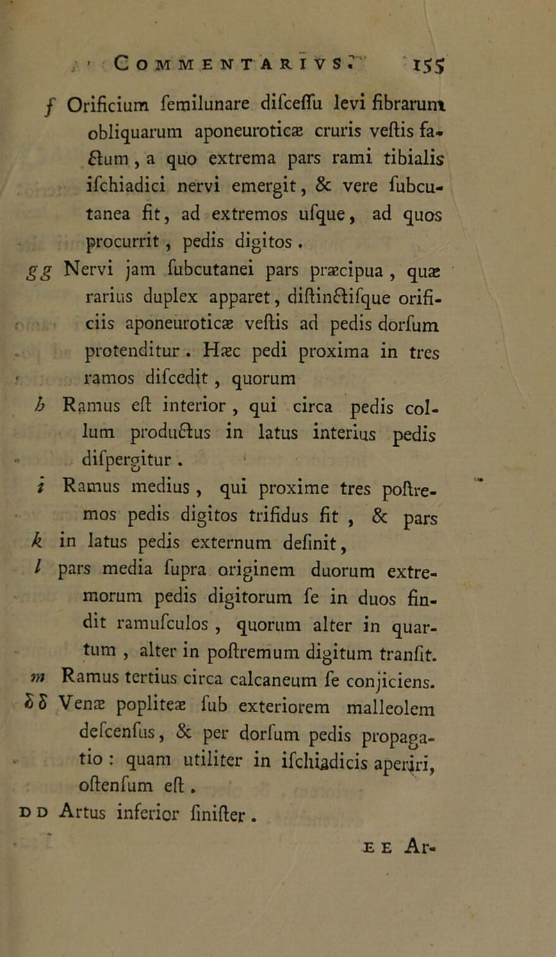 / Orificium femilunare difcefiii levi fibrarum obliquarum aponeurotica: cruris veftis fa* éìum , a quo extrema pars rami tibialis ifchiadici nervi emergit, & vere fubcu- tanea fìt, ad extremos ufque, ad quos procurrit , pedis digitos . gg Nervi jam fubcutanei pars prazcipua , qua: rarius duplex apparet, diftin&ifque orifi- ciis aponeurotica: veftis ad pedis dorfum protendi tur . Hasc pedi proxima in tres ramos difcedit, quorum b Ramus eft interior , qui circa pedis col- limi produfftus in latus interius pedis difpergitur . i Ramus medius, qui proxime tres poftre- mos pedis digitos trifidus fìt , & pars k in latus pedis externum delìnit, l pars media fupra originem duorum extre- morum pedis digitorum fe in duos fin- dit ramufculos , quorum alter in quar- tum , alter in poftremum digitum tranfit. m Ramus tertius circa calcaneum fe conjiciens. SS Vena: popliteae fub exteriorem malleolem defcenfus, & per dorfum pedis propaga- no : quam utiliter in ifchiadicis aperiri, oftenfum eft . d d Artus inferior finifter . e e Ar-