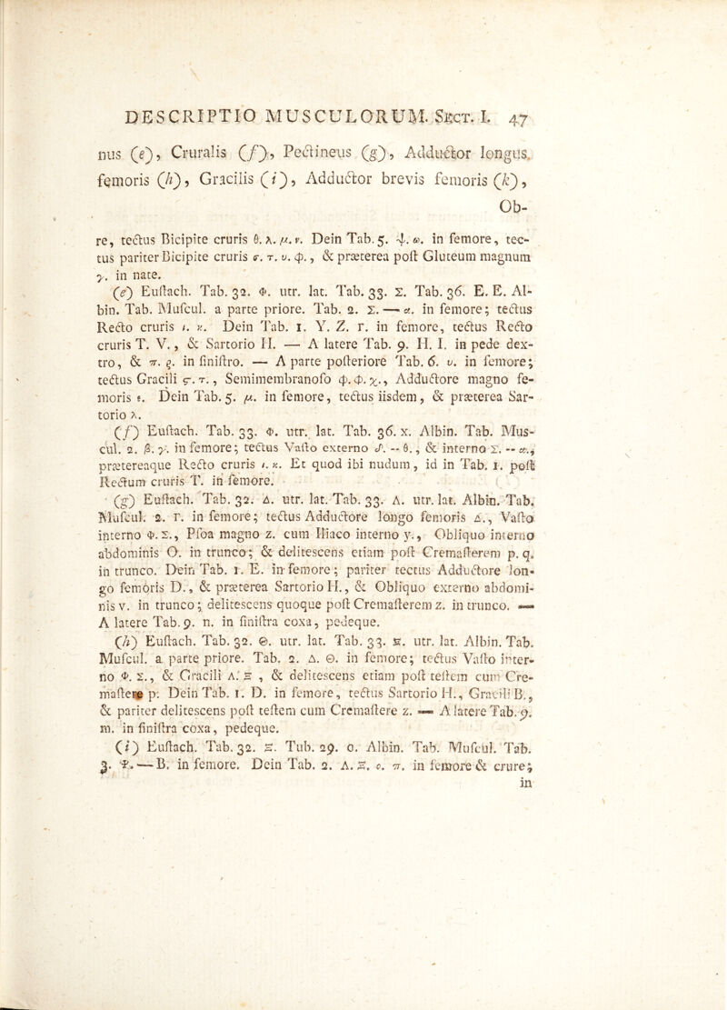 nus ([e), Cruralis (/), Pectineus (g), Adductor longus, femoris Qh), Gracilis (i), Adduftor brevis femoris (A), Ob- N re, tedus Bicipite cruris 0. h. /u.v. DeinTab.5. 4- ®. in femore, tec- tus pariter Bicipite cruris <7. r. y. <p., & prsecerea poli Gluteum magnum y. in nate. (e) Euftach. Tab. 32. utr. lat. Tab. 33, 2. Tab. 36. E. E. Al- bio. Tab. Mufcul. a parte priore. Tab. 2. 2.-—<in femore; tedus Recto cruris /. Dein Tab. 1. Y. Z. r. in femore, tedus Redo cruris T. V., & Sartorio II. — A latere Tab. 9. H. I. in pede dex- tro, & tt. in finillro. — A parte polteriore Tab. 6. v. in femore; tedus Gracili $■. t. , Semimembranofo (p. 4). , Addudore magno fe- moris 5. Dein Tab. 5. /ut. in femore, tedus iisdem, & pr se tere a Sar- torio (/) Euftach. Tab. 33. c>. utr. lat. Tab. 36. x. Albin. Tab. Mus- cui. 2. /3. in femore; tedus Vafto externo «p. ~ 0., & interno x. — prsetereaque Redo cruris /.«. Et quod ibi nudum, id in Tab. 1. poli Rectum cruris T. in femore. (g) Euftach. Tab. 32. A. utr. lat. Tab. 33. A. utr. lat. Albin. Tab, Mufcul. 2. r. in femore; tectus Addudore longo femoris A., Vallo interno $.2., Pfoa magno z. cum Iliaco interno y., Obliquo interno abdominis O. in trunco ; & delitescens etiam poli Cremafterem p. qe in trunco. Dein Tab. 1. E. in*femore; pariter tectus Addudore lon- go femoris D. 5 & praeterea Sartorio II., & Obliquo externo abdomi- nis v. in trunco; delitescens quoque poft Cremafterem z. in trunco. *— A latere Tab.9. n. in finiftra coxa, pedeque. (7z) Euftach. Tab. 32. e. utr. lat. Tab. 33. s. utr. lat. Albin. Tab. Mufcul. a. parte priore. Tab. 2. a. ©. in femore; tedus Vallo inter- no <J\ 2., & Gracili a. 3 , & delitescens etiam poli tellem cum Cre- ma (Iere p. Dein Tab. t. D. in femore, tedus Sartorio H., Gracili B.? & pariter delitescens poli tellem cum Cremallere z. A latere Tab. 9, m. in finiftra coxa, pedeque. (i) Euftach. Tab. 32. H. Tub. 29. 0. Albin. Tab. Mufcul. Tab. 3. —B. in femore. Dein Tab. 2. A. 3, c. tt. in femore & crure; in