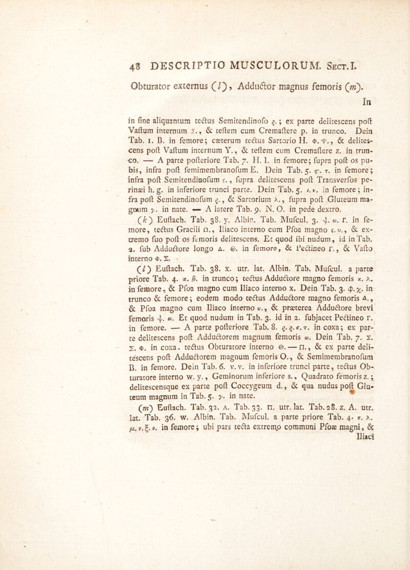 Obturator externus (/), Addudor magnus femoris (ni). In in dne aliquantum te&us Semitendinofo ; ex parte delitescens poft Vadum internum i., & tedem cum Cremadere p. in trunco. Dein Tab. i. B. in femore; cteterum tedtus Sartorio H. <i>. , & delites- cens poft Vallum internum Y., & tedem cum Cremadere z. in trun- co. — A parte poderiore Tab. 7. H. L in femore; fupra pod os pu- bis, infra pod femimembranofum E. Dein Tab. 5. 5-. t. in femore; infra pod Semitendinofum ?., fupra delitescens pod Transverfos pe- rinaei h. g. in inferiore trunci parte. Dein Tab. 5. /. in femore; in- fra pod Semitendinofum q., & Sartorium a., fupra pod Gluteum ma- gnum y. in nate. — A latere Tab. 9. N. O. in pede dextro. (V) Eudach. Tab. 38. y. Albin. Tab. Mufcul. 3. 4* «. r. in fe- more, tedtus Gracili o., Iliaco interno cum Pfoa magno c. u., & ex- cremo fuo pod os femoris delitescens. Et quod ibi nudum, id in Tab. 2. fub Addudtore longo a. ©. in femore, & Pe&ineo r., & Vado interno 2. • Eudach. Tab. 38. x. utr. lat. Albin. Tab. Mufcul. a parte priore Tab. 4. <*. /3. in trunco; tedtus Addudtore magno femoris a« in femore, & Pfoa magno cum Iliaco interno x. Dein Tab. 3. 4).^. in trunco & femore; eodem modo tedlus Addu&ore magno femoris a. , & Pfoa magno cum Iliaco interno v., & prseterea Addudtore brevi femoris 4- «• quod nudum in Tab. 3. id in 2. fubjacet Pe&ineo r. in femore. — A parte poderiore Tab. 8. q.q.o-.r. in coxa; ex par- te delitescens pod Addudtorem magnum femoris &>. Dein Tab. 7. 2. v, in coxa, tettus Obturatore interno ©. — n., & ex parte deli- tescens pod Addu&orem magnum femoris O., & Semimembranofum B. in femore. Dein Tab. 6. v. v. in inferiore trunci parte, tedlus Ob- turatore interno w. y., Geminorum inferiore s., Quadrato femoris z.; delitescensque ex parte pod Coccygeum d., & qua nudus pod Glu- teum magnum in Tab. 5. y. in nate. ([m) Eudach. Tab. 32. a. Tab. 33. n. utr. lat. Tab. 28. z. A. utr. lat. Tab. 36. w. Albin. Tab. Mufcul. a parte priore Tab. 4. x. a. v. g. 0. in femore; ubi pars tedla extremp communi Pfoae magni, & Iliaci