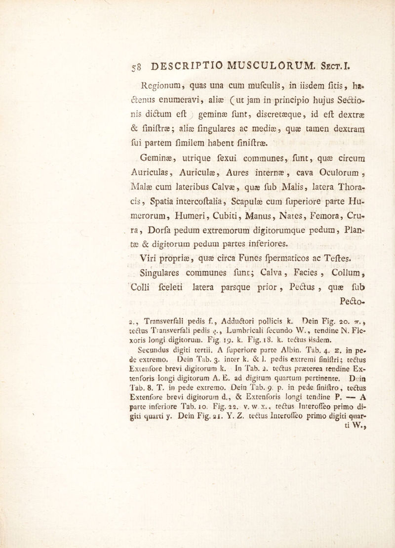 Regionum, quas una cum mufculis, in iisdem litis, ha- clenus enumeravi, alias (ut jam in principio hujus Sectio- nis dictum eft geminse funt, discretasque, id effc dextrte & finiftrae; alia; lingulares ac media;, quae tamen dextram fui partem fimilem habent finiftrae. Geminae, utrique fexui communes, funt, qua; circum Auriculas, Auriculae, Aures internae, cava Oculorum , Malae cum lateribus Calvae, quae fub Malis, latera Thora- cis , Spatia intercoftalia, Scapulae cum fuperiore parte Hu- merorum, Humeri, Cubiti, Manus, Nates, Femora, Cru- . ra, Dorfa pedum extremorum digitorumque pedum, Plan- tae & digitorum pedum partes inferiores. Viri propriae, quae circa Funes fpermaticos ac Teftes. f • ? ' ; ... * Singulares communes fune; Calva, Facies, Collum* Colli fceleti latera parsque prior, Pe&us , quae lub Pe£lo- 2., Transverfali pedis f., Addudlori pollicis k. Dein Fig. 20. tt, 9 tedus Transverfali pedis p., Lumbricali fecundo W., tendine N. Fle- xoris longi digitorum. Fig. 19. k. Fig. 18. k. te&us iisdem. Secundus digiti tertii. A fuperiore parte Albin. Tab. 4. e. in pe- de excremo. Dein Tab. 3. inter k. & 1. pedis extremi finiftri; tedus Extenfore brevi digitorum k. In Tab. i. tedus praeterea tendine Ex- tentor is longi digitorum A. E. ad digitum quartum pertinente. D in Tab. 8. T. in pede extremo. Dein Tab. 9. p. in pede (miftro, tedus Extenfore brevi digitorum d., & Extentoris longi tendine P. — A parte inferiore Tab. 10. Fig. 22. v. w x., tedus Inrerofteo primo di- giti quarti y. Dein Fig. 21. Y. Z. tedus Interoffeo primo digiti quar- ti W.,