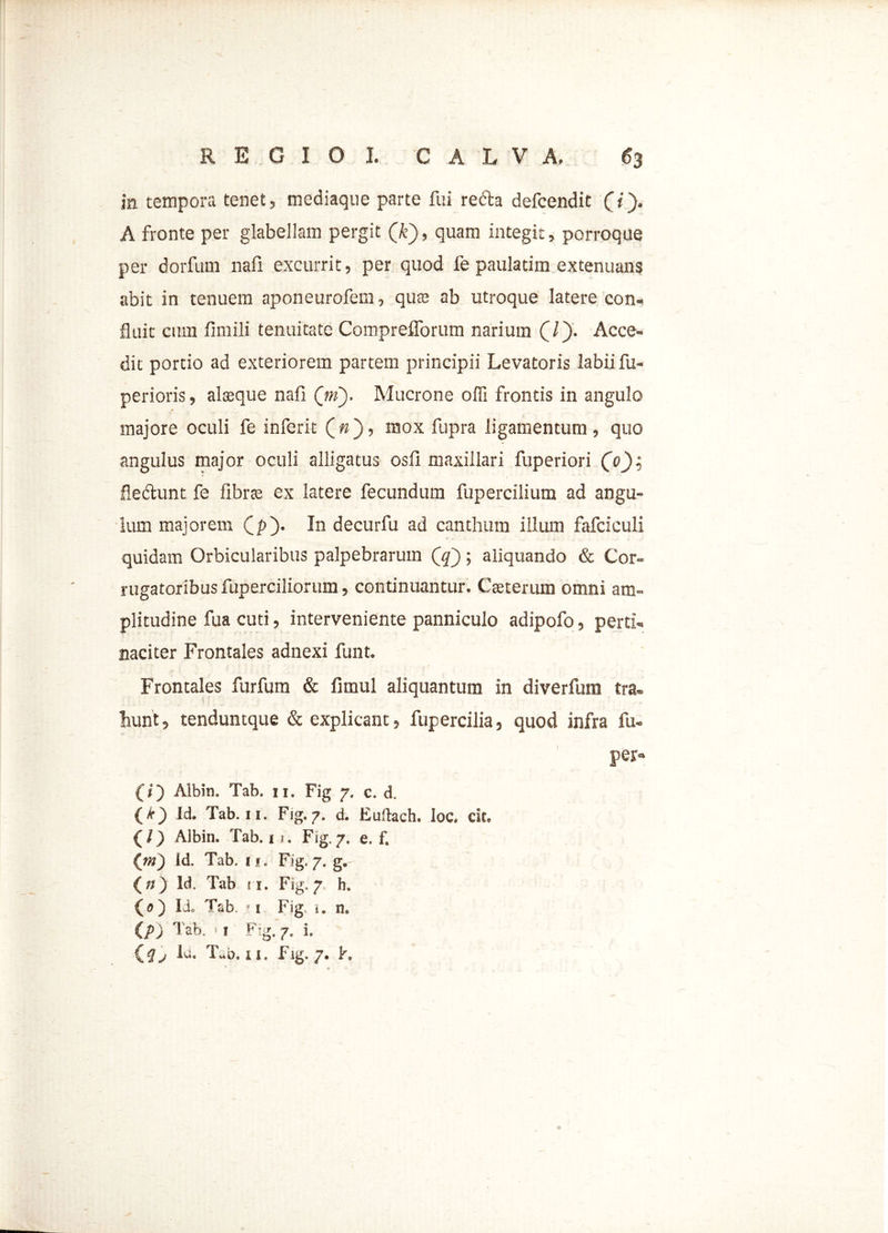 in tempora tenet, mediaque parte fui reda defcendit (i). A fronte per glabellam pergit Q€), quam integit, porroque per dorfum nafi excurrit, per quod fe paulatim extenuans abit in tenuem aponeurofem, quas ab utroque latere con- fluit cum fimili tenuitate Comprefforum narium (/). Acce- dit portio ad exteriorem partem principii Levatoris labii fu- perioris, alteque nafi Qm). Mucrone offi frontis in angulo majore oculi fe inferit («), mox fupra ligamentum, quo angulus major oculi alligatus osfi maxillari fuperiori (0); fledunt fe fibrae ex latere fecundum fupercilium ad angu- lum majorem (p). In decurfu ad canthum illum fafciculi quidam Orbicularibus palpebrarum Qf); aliquando & Cor- rugatoribusfuperciliorum, continuantur. Cseterum omni am- plitudine fua cuti, interveniente panniculo adipofo, perti- naciter Frontales adnexi funt. Frontales furfum & fimul aliquantum in diverfum tra- hunt , tenduntque & explicant, fupercilia, quod infra fu- per- (i) Albin. Tab. ii. Fig 7. c. d. (A-) Id. Tab. 11. Fig.7. d. Euftach. loc, cit, (/) Albin. Tab. m. Fig.7. e. f. (?») Id. Tab. 11. Fig.7. g. ( n ) ld. Tab 11. Fig. 7 h. (o) IJ. Tab ■ 1 Fig, i. n. (/>) Tab. >t Fig. 7, i. (1-. Tab. n. Fig. 7. f.