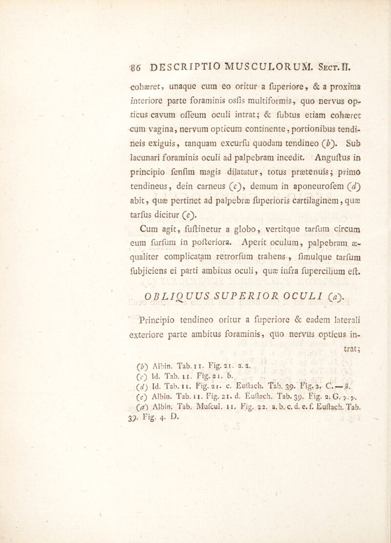 cohaeret, unaque cum eo oritur a fuperiore, & a proxima interiore parte foraminis osfis multiformis, quo nervus op- ticus cavum ofleum oculi intrat; & fubtus etiam cohaeret cum vagina, nervum opticum continente,portionibus tendi- neis exiguis, tanquam excurfu quodam tendineo (T). Sub lacunari foraminis oculi ad palpebram incedit. ' Anguftus in principio fenfim magis dilatatur, totus praetenuis; primo tendineus, dein carneus (V), demum in aponeurofem (d') abit, qua; pertinet ad palpebrae fuperioris cartilaginem, quae tarfus dicitur (V). Cum agit, fuflinetur a globo, vertitque tarfum circum eum furfum in pofteriora. Aperit oculum, palpebram te- J j, .... -1' ■m- «tj ■ -< ' * qualiter complicatam retrorfum trahens , fimulque tarfum fubjiciens ei parti ambitus oculi, quae infra fupercilium elt. OBLIQUUS SUPERIOR OCULI (V). Principio tendineo oritur a fuperiore & eadem laterali exteriore parte ambitus foraminis, quo nervus opticus in- trat; ('b) Albin. Tab. ii. Fig. 21. a.a. (c) Id. Tab. u. Fig. 21. b. (i) Id. Tab. ii. Fig. 2i. c. Euftach. Tab. 39. Fig. a. C. — S. (e) Albin. Tab. 11. Fig. 21. d. Euftach. Tab. 39. Fig. 2. G. y. y, (#4 Albin. Tab. Mufcul. u. Fig. 22. a. b, c. d. e. f. Euftach. Tab, 3;. Fig. 4. D.