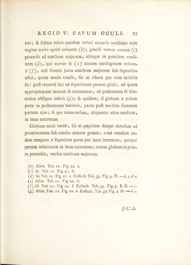 REGIO V. CAVUM OCULI. 87 trat; & fubtus etiam quodam veluti excurfu tendineo cum vagina nervi optici cohaeret (b'); gracili ventre carneo (c) procedit ad canthum majorem, abitque in gracilem tendi- nem (d), qui curvat fe (_e) circum cartilaginem orbicu- li (/), osfi frontis juxta canthum majorem fub fupercilio affixi, quem tendo tranfit, fic ut libere per eum mobilis fit: poli recurrit hic ad fuperiorem partem globi, ad quem appropinquans latescit & extenuatur, ad poftremum fe fcle- roticte oblique inferit (g); & quidem, fi globum a priore parte in polteriorem metiaris, paulo poft mediam fummam partem ejus; fi per transverfum, aliquanto ultra medium, in latus externum. Globum oculi vertit, fic ut pupillam dirigat deorfum ad prominentem fub cantho minore genam; rotat eundem eo- dem tempore a fuperiore parte per latus internum, perque partem inferiorem in latus externum; totum globum in prio- ra protrahit, verfus canthum majorem. (b) Albin. Tab. 11. Fig. 22. a. (i-) Sd. Tab. 11. Fig. 22. b. (d) Id. Tab. 11 Fig. 22. c. Euftach. Tab. 39. Fig. 4. D. —£. y.J'. t, fi?) Albin. Tab. 11. Fig. 22. d. (/) Id. Tab. 11. Fig 22. f. Euftach. Tab. 39. Fig. 4. E.D. — y. (g) Albin. Tab. n.Fig. 22. e. Euftach. Tab. 39.Fig. 4 D.—* a1, t. \ O UA-