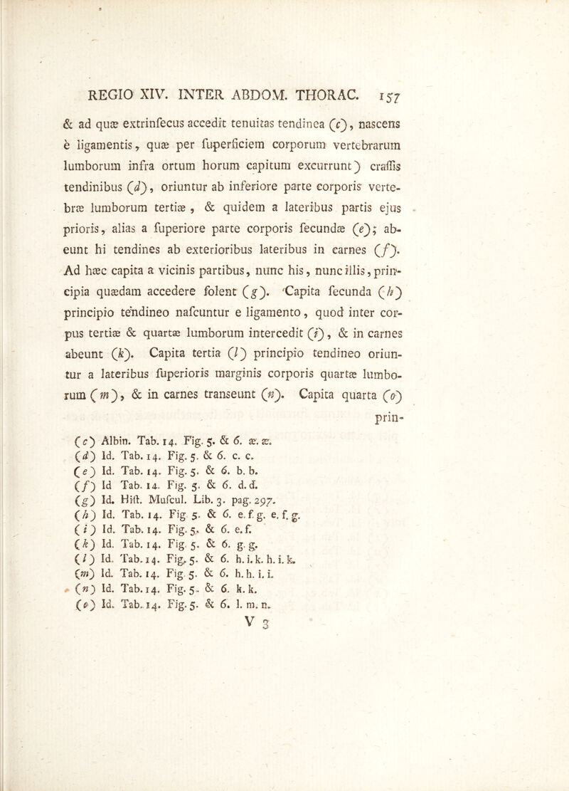 & ad qua* extrinfecus accedit tenuitas tendinea (V), nascens e ligamentis, quae per fuperficiem corporum vertebrarum lumborum infra ortum horum capitum excurrunt) craffis tendinibus Qd), oriuntur ab inferiore parte corporis verte- brae lumborum tertiae , & quidem a lateribus partis ejus prioris, alias a fuperiore parte corporis fecundae (Y); ab- eunt hi tendines ab exterioribus lateribus in carnes (/). Ad haec capita a vicinis partibus, nunc his, nunc illis 5 prin- cipia quaedam accedere folent (g). Capita fecunda (/?) principio tendineo nafcuntur e ligamento, quod inter cor- pus tertiee & quartae lumborum intercedit (f), & in carnes abeunt Ql). Capita tertia (/) principio tendineo oriun- tur a lateribus fuperioris marginis corporis quartae lumbo- rum (jm), & in carnes transeunt (Y). Capita quarta (V) prin- (Y) Albin. Tab. 14, Fig. 5. & 6. se; (d) Id. Tab. 14. Fig. 5. & 6. c. c. (Y) Id. Tab. 14. Fig. 5. & 6. b. b. (/) Id Tab. 14. Fig> 5. & 6. d. d. (g) Id. Hili:. Mofcul. Lib. 3. pag. 297. (h) Id. Tab. 14. Fig 5. & 6. e f g. e. f. g. (/) Id. Tab. 14. Fig. 5. & 6. e. f. (Y) Id. Tab. 14. Fig, 5. & 6, g, g. (/) Id. Tab. 14. Fig, 5, & 6. h.i.k. h. i.L OO Id. Tab. 14. Fig-5. & 6. h. h. i. L # (») Id. Tab. 14. Fig. 5« & 6. k. k. {#) Id. Tab.. 14. Fig, 5. & 6. 1. m, m v 3