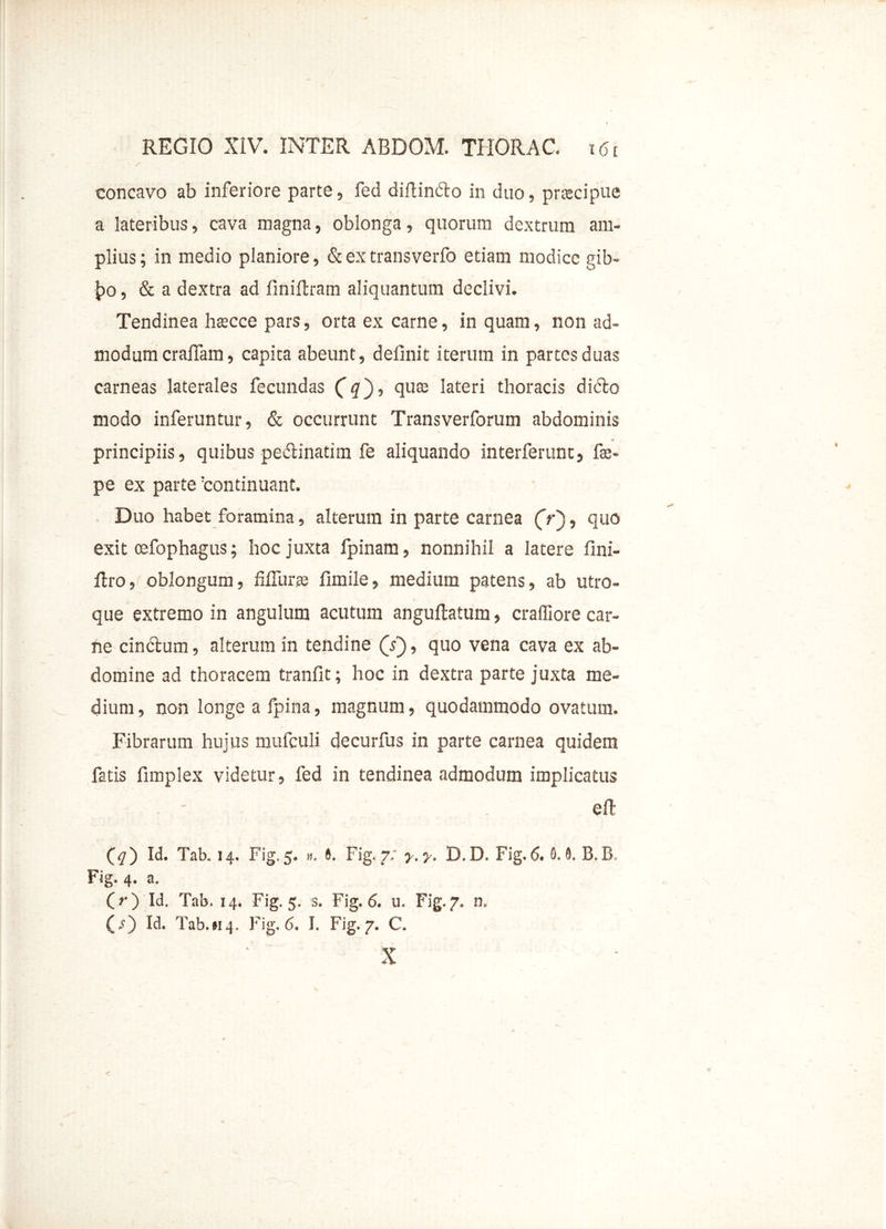 concavo ab inferiore parte, fed diftindo in duo, prcecipue a lateribus, cava magna, oblonga, quorum dextrum am- plius ; in medio planiore, & ex transverfo etiam modice gib- £>o, & a dextra ad finiftram aliquantum declivi. Tendinea hsecce pars, orta ex carne, in quam, non ad- modum cralfam, capita abeunt, delinit iterum in partes duas carneas laterales fecundas (<jf), qure lateri thoracis dido modo inferuntur, & occurrunt Transverforum abdominis principiis, quibus pedinatim fe aliquando interferunt, fas- pe ex parte 'continuant. Duo habet foramina, alterum in parte carnea (V), quo exit mfophagus; hoc juxta fpinam, nonnihil a latere fini- ftro, oblongum, fiffiirre fimile, medium patens, ab utro- que extremo in angulum acutum angullatum, craffiore car- ne cindum, alterum in tendine (V), quo vena cava ex ab- domine ad thoracem tranfit; hoc in dextra parte juxta me- dium , non longe a fpina, magnum, quodammodo ovatum. Fibrarum hujus mufculi decurfus in parte carnea quidem fatis fimplex videtur, fed in tendinea admodum implicatus . - eft f#) Id. Tab. 14. Fig.5. ». 6. Fig. 7; y.y. D. D. Fig. 6.G. d. B, Fig. 4. a. (O Id. Tab. 14. Fig. 5. s. Fig. 6. u. Fig. 7. n. Id. Tab.»14. Fig. 6. I. Fig. 7. C.