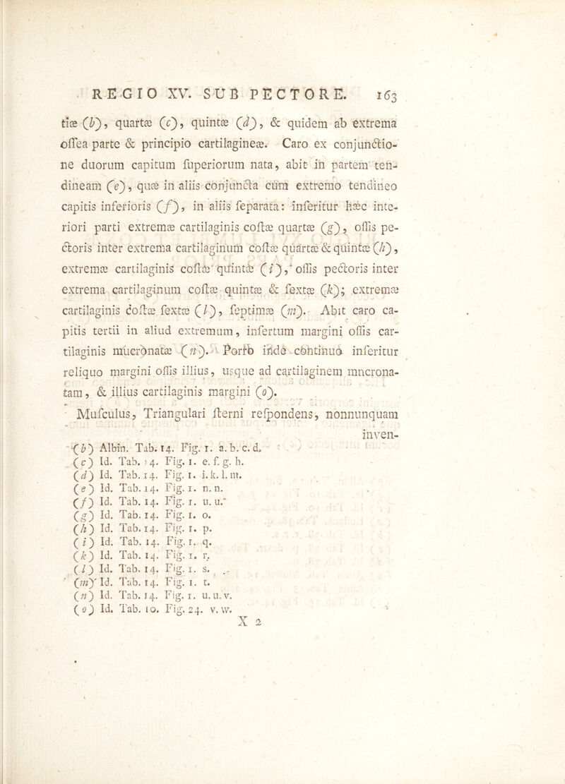 tlas (V), quarta; (c), quinta: (d), & quidem ab extrema oflea parte & principio cartilagine®. Caro ex conjunctio- ne duorum capitum fuperiorum nata, abit in partem ten- dineam (V), quae in aliis conjuncta cum extremo tendineo capitis inferioris Qf~), in aliis feparata: inferitur htec inte- riori parti extremae cartilaginis cofte quartas (jg), offis pe- ctoris inter extrema cartilaginum coit® quartae & quintae Qi), f ' .« i ■ \ ' ‘ • : ? v extrema cartilaginis cofufe'quintas (i)S offis pectoris inter extrema cartilaginum coffe quintas & fextas (/e); extremas cartilaginis doftas fextas CO’ optimas (ni). Abit caro ca- pitis tertii in aliud extremum, infertum margini offis car- tilaginis mucronatae (n)i^ £orfb inde continua inferitur reliquo margini offis illius, usque ad cartilaginem mncrona- f > tam, & illius cartilaginis margini (0). •8 * . - r .. X/ — . : * ■ ~ ^ / Ci . > * Muifculus, Triangulari ffcerni refpondens, nonnunquam -(£) Albin. Tab. 14. Fig. i. a.b.c. d. (c) Id. Tab. 14. Fig. i. e. f. g. h. Qd) Id. Tab. 14. Fig. i. i.k. l.m. ( <?) Id. Tab. 14. Fig. 1. n. n. (/) Id. Tab. 14. Fig. 1. n. uF (g) Id. Tab. 14. Fig. 1. o. (/2) Id. Tab. 14. Fig. i. p. ( i') Id. Tab. 14. Fig. r. q. (&) Id. Tab. 14. Fig, 1. r. (/) Id. Tab, 14. Fig. 1. s. (jtfy Id. Tab. 14. Fig. 1. t. (/2) Id. Tab. 14. Fig. 1. u.u. v. (^0) Id. Tab. io. Fig. 24. v. w. X 2 V mven- f /