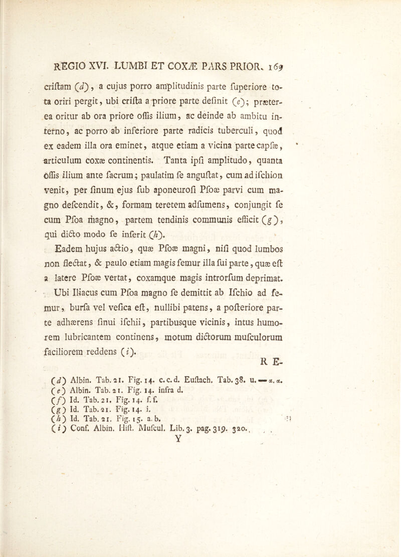 erilia m (V), a cujus porro amplitudinis parte fuperiore to- ta oriri pergit, ubi erilia a priore parte definit (Y); praeter- ea oritur ab ora priore olfis ilium, ac deinde ab ambitu in- terno , ac porro ab inferiore parte radicis tuberculi, quod ex eadem illa ora eminet, atque etiam a vicina partecapfe, articulum coxae continentis. Tanta ipfi amplitudo, quanta olfis ilium ante facrum; paulatim fe angullat, cum ad ifchion venit, per finum ejus fub aponeurofi Pfoae parvi cum ma- gno defeendit, &, formam teretem adfumens, conjungit fe cum Pfoa magno, partem tendinis communis efficit (g), qui difto modo fe inferit Eadem hujus a£lio, quae Pfoae magni, nifi quod lumbos non fledlat, & paulo etiam magis femur illa fui parte, quae e 11 a latere Pfoae vertat, coxamque magis introrfum deprimat. Ubi Iliacus cum Pfoa magno fe demittit ab Ifchio ad fe- mur , burfa vel vefica efl, nullibi patens, a pofteriore par- te adhaerens finui ifchii, partibusque vicinis, intus humo- rem lubricantem continens, motum diclorum mufculorum faciliorem reddens (i). R E- (i) Albin. Tab.21. Fig.14. c.c.d. Eullach. Tab.38. u. (e) Albin. Tab. at. Fig. 14. infra d. (/) Id. Tab. 21. Fig.14. f.f. (g) Id. Tab. 31. Fig.14. i. (A) Id. Tab. 21. Fig. 15. a. b. H (t j) Conf. Albin, Hili. Mufcul. Lib. 3. pag. 319. 320. Y