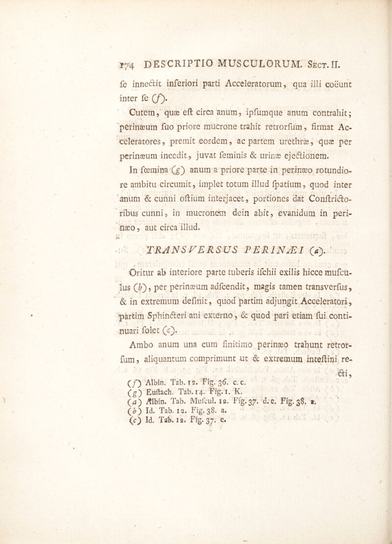 fe inne&it inferiori parti Acceleratorum, qua illi coeunt inter fe (f). Cutem, qua; eft circa anum, ipfumque anum contrahit; perinaeum fuo priore mucrone trahit retrorfum, firmat Ac- celeratores, premit eosdem, ac partem urethra, qua: per perinseum incedit, juvat feminis & urinae ejeftionem. In fcemina (g) anum a priore parte in perinaeo rotundio- re ambitu circumit, implet totum illud fpatium, quod inter anum & cunni oftium interjacet, portiones dat Conflriifto- ribus cunni, in mucronem dein abit, evanidum in peri- naeo , aut circa illud. : TRANSVERSUS PERINJE1 (a). f ; ' ”r ' : ' ‘ ' ' i * ; ■ i : ' ' } r Oritur ab interiore parte tuberis ifchii exilis hicce mufcu- Ius (¥)■, per perineum adfcendit, magis tamen transverfus, & in extremum definit, quod partim adjungit Acceleratori, partim Sphin&eri ani externo, & quod pari etiam fui conti- nuari folet (Y). . , Ambo anum una cum finitimo perinaeo trahunt retror- fum , aliquantum comprimunt ut & extremum inteflini re- . . ; * cri, (/) Albin. Tab. 12. Fig. 36. c. c. fg) Euftach. Tab. 14. Fig. 1. K. (a) Albin. Tab. Mufcul. 12. Fig.37. d.e. Fig. 38. a, (c?) Id. Tab. 12. Fig. 38. a. * ■