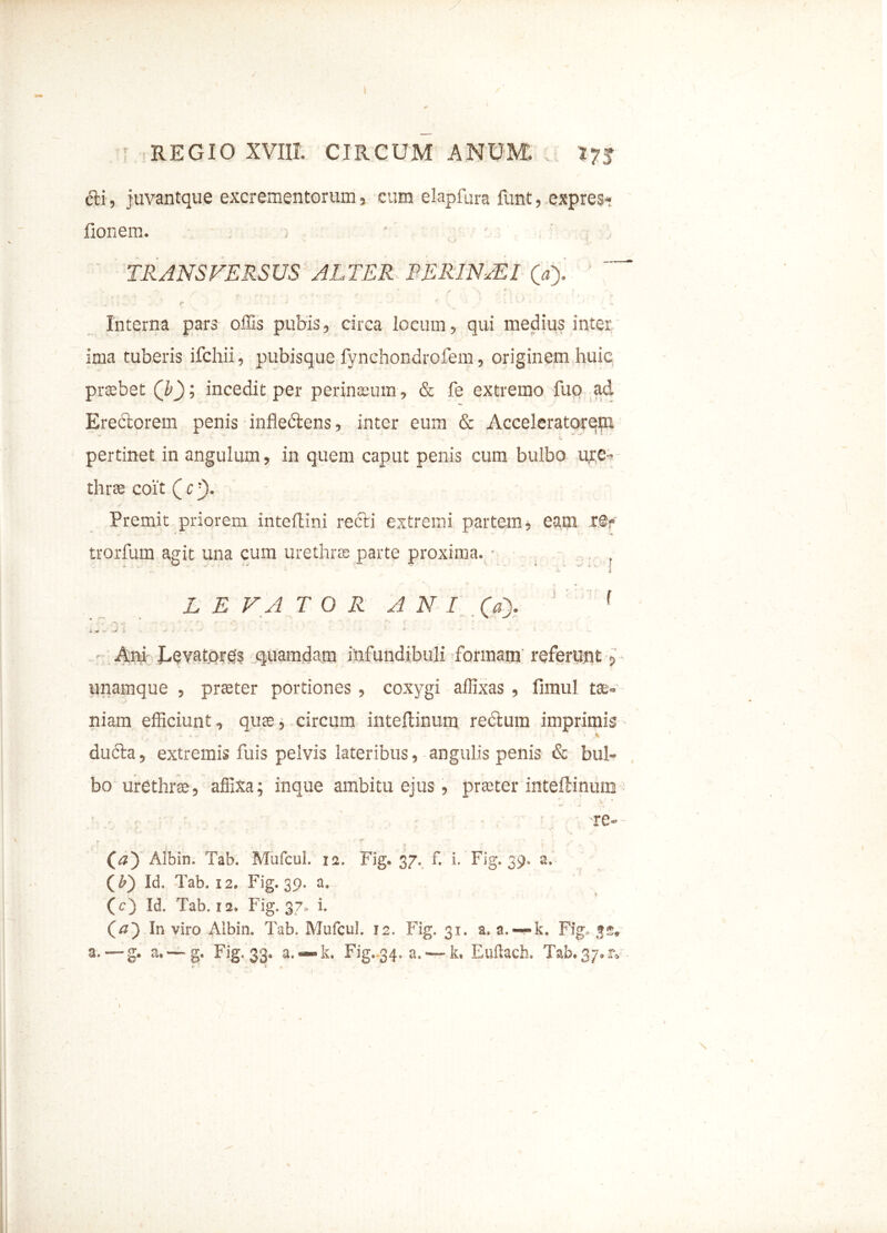 » /• r REGIO XVIII. CIRCUM ANUM. 17J dti, juvantque excrementorum, cum elapfura funt, expres- fionern. TRANSVERSUS ALTER PERI NASI (*). ' ~ , ; - ■ r ; - - ■ ' , ■ * 1 Interna pars offis pubis, circa locum, qui medius inter ima tuberis ifchii, pubisque fynehondrofem, originem huic prtebet Q); incedit per perinseum, & fe extremo fuo ad Erectorem penis infleftens, inter eum & Acceleratorent pertinet in angulum, in quem caput penis cum bulbo ure- thras coit Qc-). Premit priorem inteftlni recti extremi partem, eam r@p trorfum agit una cum urethras parte proxima. ■ LEVATOR A N I (a). f ,• «• A ».? ‘ ' * ‘ -• * ‘ • *  , * r' f k ~ - J i - ^ A * Ani Levatores quamdam infundibuli formam referunt unamque , praeter portiones , coxygi affixas , fimul tae- niam efficiunt, quas, circum inteftinura rectum imprimis ducta, extremis fuis pelvis lateribus, angulis penis & bul- bo urethras, affixa; inque ambitu ejus, praster inteftinum re- * . • * ' *  *  \ V h s ) P ■ * -* • i f ^ _ *■ * r (#) Aihin. Tab. Mufcul. 12. Fig. 37. f. i. Fig. 39. a,- (£) Id. Tab. 12» Fig. 39. a» (O Id. Tab. 12» Fig. 37» i. In viro Albin. Tab. Mufcul. 12. Fig. 31. a. a. —k. Fig, 32, a. — g. a. — g. Fig. 33, a. —k. Fig,.34, a. — k, Euftach. Tab.37.2v ■x