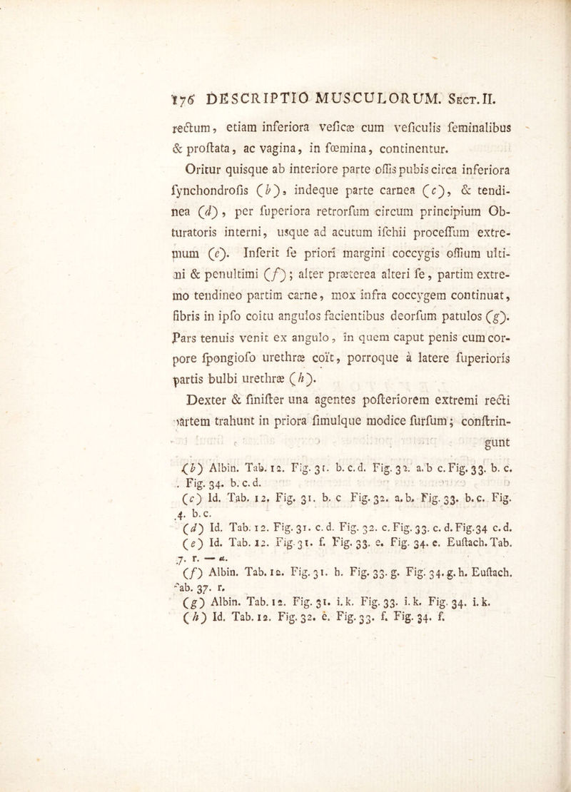 reflum, edam inferiora veficte cura veficulis feminalibus & proflata, ac vagina, in fcemina, continentur. Oritur quisque ab interiore parte offis pubis circa inferiora fynchondrofis (b'), indeque parte carnea Qc~), & tendi- nea (d’), per fuperiora retrorfum circum principium Qb- turatoris interni, usque ad acutum ifchii proceffum extre- jnum (V). Inferit fe priori margini coccygis offium ulti- mi & penultimi ; alter praeterea alteri fe , partim extre- mo tendineo partim carne, mox infra coccygem continuat, fibris in ipfo coitu angulos facientibus deorfum patulos (g). Pars tenuis venit ex angulo, in quem caput penis cum cor- pore Ipongiofo urethrae coit, porroque a latere fuperioris partis bulbi urethrae (A). Dexter & finifter una agentes pofleriorem extremi redii vartem trahunt in priora fimulque modice furfum; conllrin- b * r' s ^ gunt J^b') Albin. Tab. ia. Flg. 31. b. c.d. Fig. 32. a,b c. Fig. 33. b. c. , Fig. 34. b. c. d. (<r) ld. Tab. 12, Fig. 31. b. c Fig. 32. a.b, Fig. 33. b. c. Fig. 4. b.c. (i) Id. Tab. 12. Fig. 31. c. d. Fig. 32. c. Fig. 33. c. d.Fig.34 c.d. (<?) Id. Tab. 12. Fig.31. f. Fig. 33. e. Fig. 34. e. Euftach.Tab. 7. r. — et. (/) Albin. Tab. 12. Fig. 31. b. Fig. 33. g. Fig. 34. g. h. Euftach. ab. 37. r. (g) Albin. Tab. 12. Fig. 31. i. k. Fig. 33. i. k. Fig. 34. i. k. ( k) Id. Tab. 12. Fig. 32. e, Fig. 33. f* Fig. 34. f.