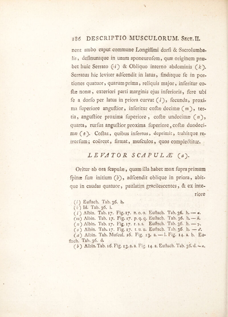 nent ambo caput commune Longiffimi dorfi & Sacrolumba- lis, definuntque in unam aponeurofem, qu® originem pr®- bet huic Serrato 00 & Obliquo interno abdominis (k\ Serratus hic levicer adfcendit in latus, finditque fe in por- tiones quatuor, quarum prima, reliquis major, inferitur co- lla; nonas, exteriori parti marginis ejus inferioris, fere ubi fe a dorfo per latus in priora curvat (j /), fecunda, proxi- ma fuperiore anguftior, inferitur colla; decima; ( m }, ter- tia, anguftior proxima fuperiore, colite undecim® 00, quarta, rurfus anguftior proxima fuperiore, coli® duodeci- mae CO* Collas, quibus infertus, deprimit, trahitque re- trorfum; coercet, firmat, mufculos, quos compledlitur. LEVATOR SCAPULAE (» Oritur ab ora fcapul®, quam illa habet mox fupra primum fpinse fu® initium (F), adfcendit oblique in priora, abit- que in caudas quatuor, paulatim gracilescentes, & ex inte- riore (<) Euftach. Tab. 36. h. (k) Id. Tab. 36. i. (/) Albin. Tab. 17. Fig. IJ. n. 0. o. Euftach. Tab. 36. h. — «. (m) Albin. Tab. 17. Fig. 17. p. q. q. Euftach. Tab. 36. h. — #. (») Albin. Tab. 17. Fig. 17. r.s.s. Euftach. Tab. 36. h. — y. (0) Albin. Tab. 17. Fig. 17. t. u. u. Euftach. Tab. 36. h.—J'. (O Albin. Tab. Mufcul. 16. Fig. 13. a. — 3. Fig. 14. a. b. Eu- ftach. Tab. 36. d. - (b') Albin.Tab. 16, Fig. 13.3.a. Fig. 14. a. Euftach. Tab. 36. d.