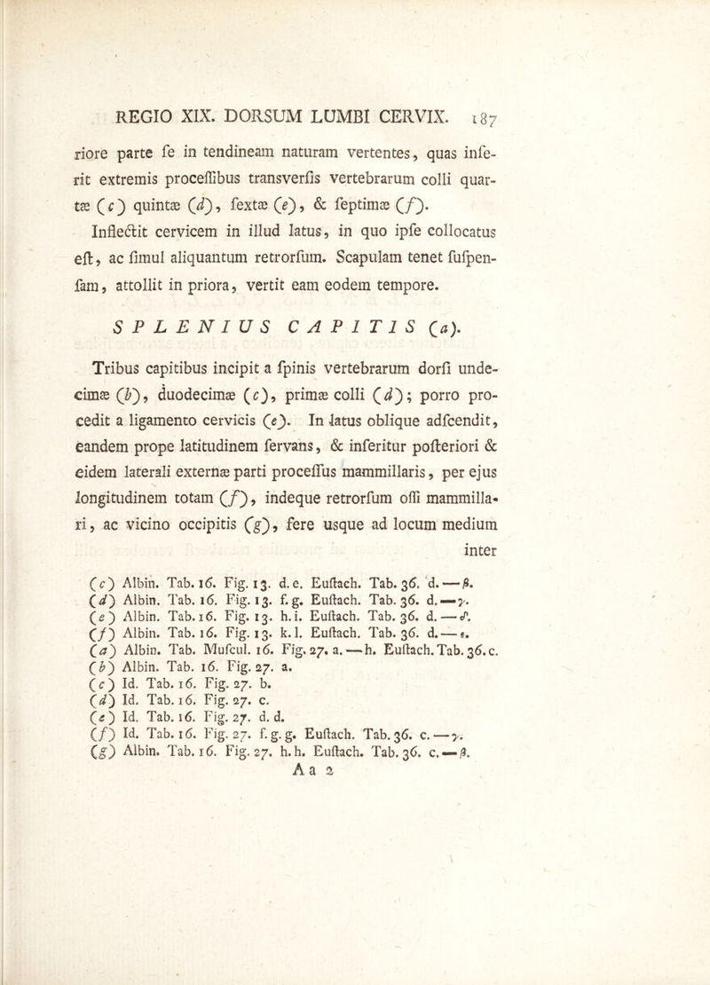 riore parte fe in tendineam naturam vertentes, quas inie- rit extremis proceffibus transverfis vertebrarum colli quar- ts (c) quint® ('d), fext® (e), & feptim® (/). Infledlit cervicem in illud latus, in quo ipfe collocatus eft, ac fimul aliquantum retrorfum. Scapulam tenet fufpen- fam, attollit in priora, vertit eam eodem tempore. SPLENIUS CAPITIS (a). Tribus capitibus incipit a fpinis vertebrarum dorfi unde- cim® (F), duodecim® (c), prim® colli (i); porro pro- cedit a ligamento cervicis (V)- 1° latus oblique adfcendit, eandem prope latitudinem fervans, & inferitur poileriori & eidem laterali extern® parti procelfus mammillaris, per ejus longitudinem totam (/), indeque retrorfum offi mammilla- ri, ac vicino occipitis (g), fere usque ad locum medium inter (c) Albin. Tab. 16. Fig. 13. d.e. Euftach. Tab. 36. d.—jS. Qd') Albin. Tab. 16. Fig. 13. f.g. Euftach. Tab. 36. d,—j-. (5) Albin. Tab.16. Fig. 13. h.i. Euftach. Tab. 36. d.—<A (/) Albin. Tab. 16. Fig. 13. k.l. Euftach. Tab. 36. d. —«. (a) Albin. Tab. Mufcul. 16. Fig.27. a.—h. Euftach.Tab.36.c. (£) Albin. Tab. 16. Fig.27. a- (c) Id. Tab, 16. Fig.27. b. (d) Id. Tab. 16. Fig.27. c. («) Id. Tab. 56. Fig.27. d. d. (/) Id. Tab. 16. Fig.27. f.g.g. Euftach. Tab.36. c. —>. (g) Albin. Tab. r 6, Fig.27. h. h. Euftach. Tab. 36. c, —9. A a a