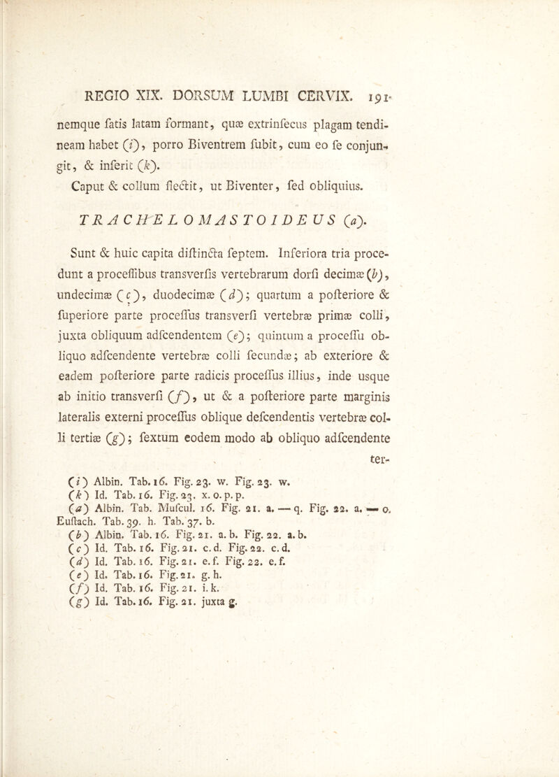 nemque fatis latam formant, quas extrinfecus plagam tendi- neam habet (i), porro Biventrem fubit, cum eo fe conjun- git, & inferie Qk). Caput & collum flectit, ut Biventer, fed obliquius. TRACHELO MASTOIDEUS («> Sunt & huic capita diftin&a feptem. Inferiora tria proce- dunt a proceffibus transverfis vertebrarum dorfi decima; (b), undecimas (jc), duodecimas (M); quartum a pofteriore & fuperiore parte proceflus transverfi vertebras prima; colli, juxta obliquum adfcendentem (a}; quintum a proceflli ob- liquo adfcendente vertebrae colii fecundas; ab exteriore & eadem pofteriore parte radicis proceflus illius, inde usque ab initio transverfi (j/), ut & a pofteriore parte marginis lateralis externi procelfus oblique defeendentis vertebras col- li tertis (g); fextum eodem modo ab obliquo adfcendente ter- I CO Albin. Tab. i6> Fig. 23. w. Fig. 23. w. (k ) Id. Tab. 16, Fig. 23. x. 0. p. p. (<2) Albin. Tab. Mufcul. 16. Fig. 21. a» — q. Fig. 22. a. — o, Euftach. Tab. 39. h. Tab. 37. b. (0) Albin, Tab. 16. Fig. 21. a. b. Fig. 22. a.b. ( c ) Id. Tab. 16. Fig. 21. c.d. Fig. 22. c. d. {d) Id. Tab. 16. Fig. 21. e.f. Fig. 22. e. f. (e) Id. Tab, 16* Fig.21* g. h. 00 H. Tab. 16. Fig. 21. i. k.