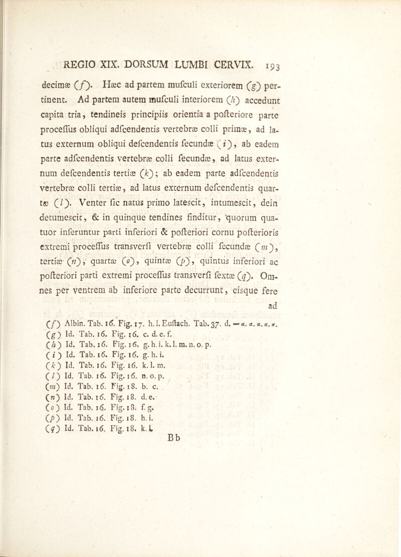 decimae (/). Haec ad partem mufculi exteriorem (g) per- tinent. Ad partem autem mufculi interiorem (7j) accedunt 1 capita tria, tendineis principiis orientia a pofteriore parte procelfus obliqui adfcendentis vertebrae colli prima:, ad la- / • * > f tus externum obliqui defcendentis fecundae (i), ab eadem parte adfcendentis vertebrae colli fecunda:, ad latus exter- num defcendentis tertiae (F); ab eadem parte adfcendentis vertebrae colli tertiae, ad latus externum defcendentis quar- tee (/). Venter fic natus primo latescit, intumescit, dein detumescit, & in quinque tendines finditur, 'quorum qua- tuor inferuntur parti inferiori & pofteriori cornu pofterioris extremi procelfus transverfi vertebrae colli fecunda: (j«), tertiae 00’ quart£C CO» <3ul'nt® 00 > quintus inferiori ac pofteriori parti extremi procelfus transverfi fextae (g). Om- nes per ventrem ab inferiore parte decurrunt, cisque fere ad (/) Albin, Tab. 16. Fig. 17. h. i. Euftach, Tab. 37, d, a. a. et. a. a„ (g) Id. Tab. 16. Fig. 16. c. d. e, f. (/2) Id. Tab. 16. Fig. 16. g. h. i. k.l. m. n. 0. p. ( i ) Id. Tab. 16. Fig. 16. g. h. i. (&) Id. Tab. 16. Fig. 16. k. 1. m. (/) Id. Tab. 16. Fig.16. n. o. p. (jn) Id. Tab. 16. Fig. 18. b. c. (72) Id. Tab. 16. Fig. 18. d.e. (0) Id. Tab. 16. Fig. 18. f. g. 00 Id. Tab. 16. Fig. 18. h.i. (f) Id. Tab. 16. Fig. 18. k.l Bb