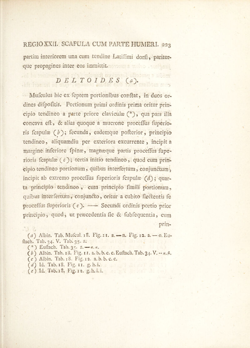 partim interiorem una cum tendine Latiffimi dorfiLpariter- ■que propagines inter eos immittit. t \ *. v ' 1 V / % * DEL T O I D E S (aX Mufcukis hic ex feptem portionibus conflat, in duos or- dines difpofitis. Portionum primi ordinis prima oritur prin- cipio tendineo a parte priore clavi culte (*~), qua pars illa A concava eft, & alias quoque a mucrone proceffus fuperio- ris fcapulae (I'); fecunda, eademque pofterior, principio ¥ tendineo 5 aliquamdiu per exteriora excurrente , incipit a margine inferiore fpinae , magnseque partis proceffus fupe- rioris fcapula? (T); tertia initio tendineo, quod cum prin- 1 « ■ , * *  7 cipio tendineo portionum, quibus interfertum, eonjurfftum j incipit ab extremo proceffus fuperioris fcapulae (_d); quar- % -N ta principio tendineo , cum principio fimili portionum, quibus interfertum,- conjunblo, oritur a cubito fleblentis fe proceffus fuperioris (e). Secundi ordinis portio prior principio, quod, ut praecedentia fic & fubfequentia, cum prin- (a) Albio. Tab. Mufcul. 18. Fig. ii. a. —n. Fig. 12. a.o. Eu- ftach. Tab. 34. V. Tab. 35. z. (*) Euftach. Tab. 35. z. (&) Albin. Tab. 18. Fig. 11. a. h. b. c, c.Euftach. Tab. 34. V, ~ (c ) Albin. Tab. 1 8. Fig. 12. a. b, b. c. c, (d) Id. Tab. 18. Fig. 11. g. h.i. (e) Id. Tab. 18. Fig. 12. g.h.iJ* /