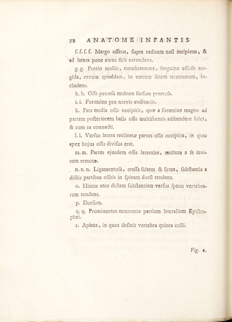 f. f.f. f. Margo ofleus, fupra radicem nafi incipiens > & ad latera pone aures fefe extendens. g. g. Portio mollis, membranacea,-fanguine effufo tur- gida, cavum quoddam, in coecum finem terminatum, in- cludens. h. h. Ofia petrofa multum furfum protrufa. i. i. Foramina pro nervis auditoriis. k. Pars media offis occipitis, quas a foramine magno ad partem pofteriorem bafis offis multiformis adfcendere folec, & cum ea connecti. l. 1. Verfus latera reclinatae partes offis occipitis, in quas apex hujus offis divifus erat. m. m. Partes ejusdem offis laterales, multum a fe invi- cem remotas. n. n. n. Ligamentofa, craffa faltem & firma, fubftantia a didtis partibus ofieis in fpinam dorfi tendens. o. Hiatus ante dictam fubftantiam verfus fpecu vertebra- rum tendens.. p. Dorfum. q. q. Prominentes mucrones partium lateralium Epiltro- phei. r. Apices, in quos definit vertebra quinta colli.