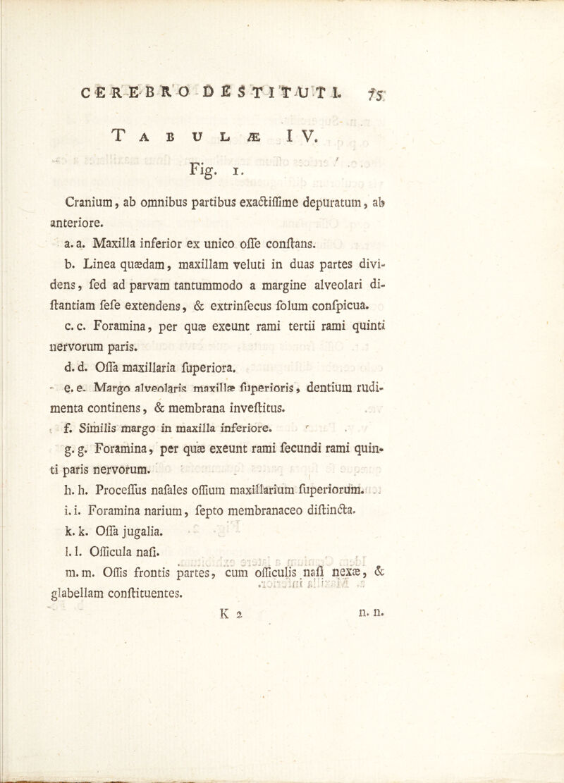 T A B U L /E IV. Fig. i. Cranium, ab omnibus partibus exa&iflime depuratum, ab anteriore. a. a. Maxilla inferior ex unico offe conflans. b. Linea qusedam, maxillam veluti in duas partes divi- dens , fed ad parvam tantummodo a margine alveolari di- flantiam fefe extendens, & extrinfecus folum confpicua. c. c. Foramina, per qua exeunt rami tertii rami quinti nervorum paris. d. d. Offa maxillaria fuperiora. I ^ • e. e. Margo alveolaris maxill* fiiperioris, dentium rudi- menta continens, & membrana inveflitus. f. Similis margo in maxilla inferiore. g. g. Foramina, per qute exeunt rami fecundi rami quin* ti paris nervorum. h. h. Proceffus nafales odium maxillarium fuperiorum. ... i. i. Foramina narium, fepto membranaceo diflindla. k. k. Offa jugalia. l. 1. Ollicula nafi. i - f \ •*? ■ • i f .f; f f' ‘ . - * s - * - < ,» \ | m. m. Odis frontis partes, cum officulis nafl nexae, & f. > *■ ; ir r * e-- ^ f * ' > i. rl •r glabellam conflituentes.
