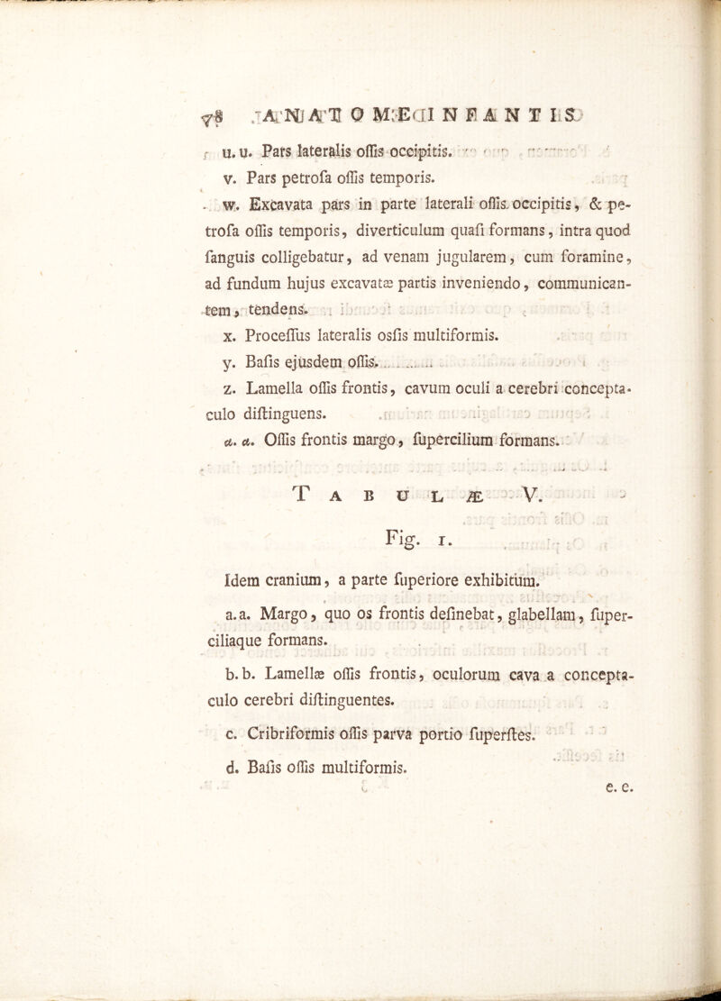 r u. u. Pars lateralis offis occipitis. - r' v. Pars petrofa offis temporis. i . w. Excavata pars in parte laterali offis, occipitis, & pe- trofa offis temporis, diverticulum quafi formans, intra quod fanguis colligebatur, ad venam jugularem, cum foramine, ad fundum hujus excavate partis inveniendo, communican- tem, tendens, .i x. Proceffus lateralis osfis multiformis. y. Bafis ejusdem offis,. « z. Lamella offis frontis, cavum oculi a cerebri concepta, culo diftinguens. ■ - «t. «. Offis frontis margo, fupercilium formans. <* t t. . - - ^ r' J - 4 ' * * T A B U L JE V. Fig. r. , - Idem cranium, a parte fuperiore exhibitum. a. a. Margo, quo os frontis delinebat, glabellam, fuper- t ‘ ■ r ; •; 1 . - ■ ciliaque formans. , b. b. Lamells offis frontis, oculorum cava a concepta- culo cerebri dillinguentes. c. Cribriformis offis parva portio fuperltes. l r •i.k • - . H £ , * ‘, r * 4 d. Bafis offis multiformis. 6. C«