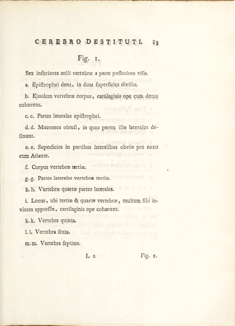 Fig, i, <r «. ,* Sex Inferiores colli vertebra: a parte pofleriore vifee. a. Epiflrophei dens, in duas fuperficies divifus. b. Ejusdem vertebra corpus, cartilaginis ope cum dente cohasrens. c. c. Partes laterales epiflrophei. r ' - d. d. Mucrones obtufi, in quos partes illa: laterales de* finunt. e. e. Superficies in partibus lateralibus obviae pro nexu cum Atlante. f. Corpus vertebra tertia. • g. g. Partes laterales vertebrae tertias. h. h. Vertebra quartas partes laterales. i. Locus, ubi tertiae & quarta vertebras, multum fibi in- vicem appreflfe, cartilaginis ope cohasrent. k. k. Vertebra quinta. l. 1. Vertebra fexta. m. ra. Vertebra feptima.