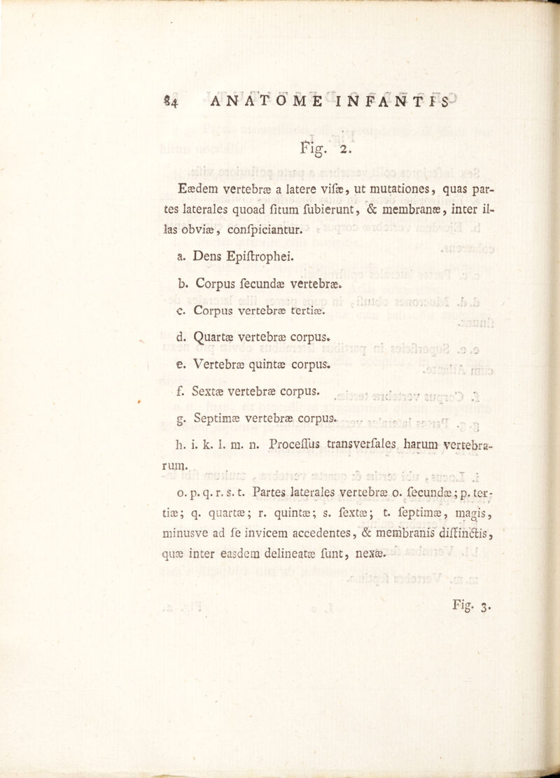 E sedem vertebra a latere vifaa, ut mutationes, quas par tes laterales quoad fi tum fubierunt, & membranse, inter il- las obviae, confpiciantur. a. Dens Epiitrophei. y * * * •? v ' ‘ ' • t * y b. Corpus fecundae vertebrae. C. Corpus vertebra tertiae. e. Vertebrae quintae corpus. • - d. Quartae vertebrae corpus. f. Sexts vertebra corpus. • . . - g. Septimas vertebras corpus. ,, , ... .. i h. i. k. L m. n. Proceffus transverfales harum vertebra- rum. - - - - *  • * ' j • * ...... .... »i o. p. q. r. s. t. Partes laterales vertebra 0. fecundse; p. ter- lias; q. quartse; r. quintas; s. fextee; t. feptimae, magis ? v M» minusve ad fe invicem accedentes, & membranis diifinctis, quae inter easdem delineatse funt, nexae. Fig- 3-