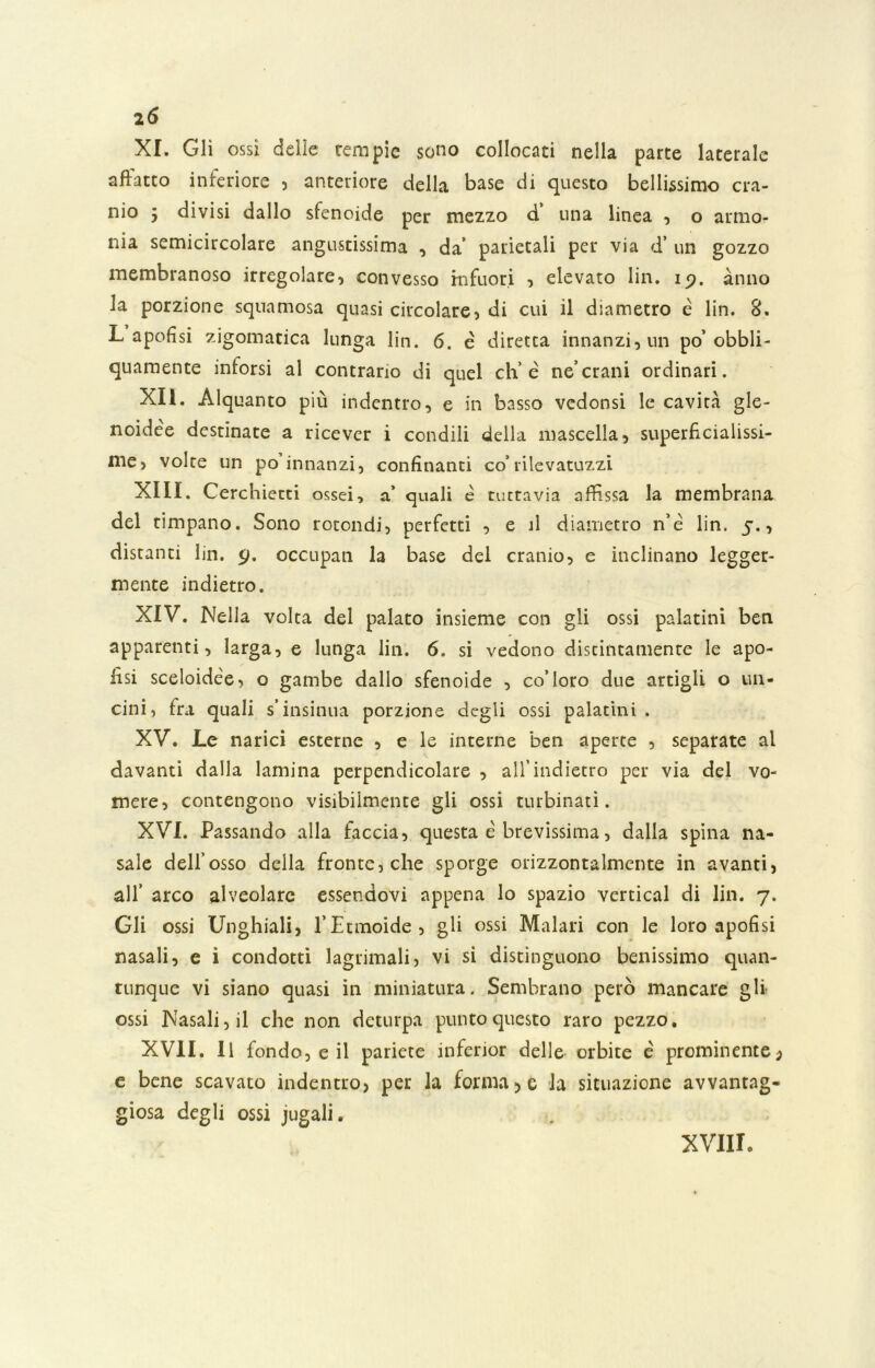 XI. Gli ossi delle rem pie sono collocati nella parte laterale affatto inferiore , anteriore della base di questo bellissimo cra- nio 5 divisi dallo sfenoide per mezzo d una linea , o armo- nia semicircolare angustissima , da’ parietali per via d’ un gozzo membranoso irregolare, convesso infuori , elevato lin. ip. anno la porzione squamosa quasi circolare, di cui il diametro é lin. 8. L apofisi zigomatica lunga lin. 6. e diretta innanzi, un po’obbli- quamente inforsi al contrario di quel eh’ è ne’crani ordinari. XII. Alquanto più indentro, e in basso vedonsi le cavità gle- noidée destinate a ricever i condili della mascella, superficialissi- me, volte un po innanzi, confinanti co’rilevatuzzi XIII. Cerchietti ossei, a’ quali è tuttavia affissa la membrana del timpano. Sono rotondi, perfetti , e il diametro n’e lin. 5., distanti lin. 9. occupali la base del cranio, e inclinano legger- mente indietro. XIV. Nella volta del palato insieme con gli ossi palatini ben apparenti, larga, e lunga lin. 6. si vedono distintamente le apo- fìsi sceloidèe, o gambe dallo sfenoide , co’loro due artigli o un- cini, fra quali s’insinua porzione degli ossi palatini . XV. Le narici esterne , e le interne ben aperte , separate al davanti dalla lamina perpendicolare , all’indietro per via del vo- mere, contengono visibilmente gli ossi turbinati. XVI. Passando alla faccia, questa è brevissima, dalla spina na- sale dell’osso della fronte, che sporge orizzontalmente in avanti, all’ arco alveolare essendovi appena lo spazio vertical di lin. 7. Gli ossi Unghiali, l’Etmoide, gli ossi Malati con le loro apofisi nasali, e i condotti lagrimali, vi si distinguono benissimo quan- tunque vi siano quasi in miniatura. Sembrano però mancare gli ossi Nasali, il che non deturpa punto questo raro pezzo. XVII. Il fondo, e il pariete inferior delle orbite è prominente, e bene scavato indentro, per la formale la situazione avvantag- giosa degli ossi jugali. XVIII0