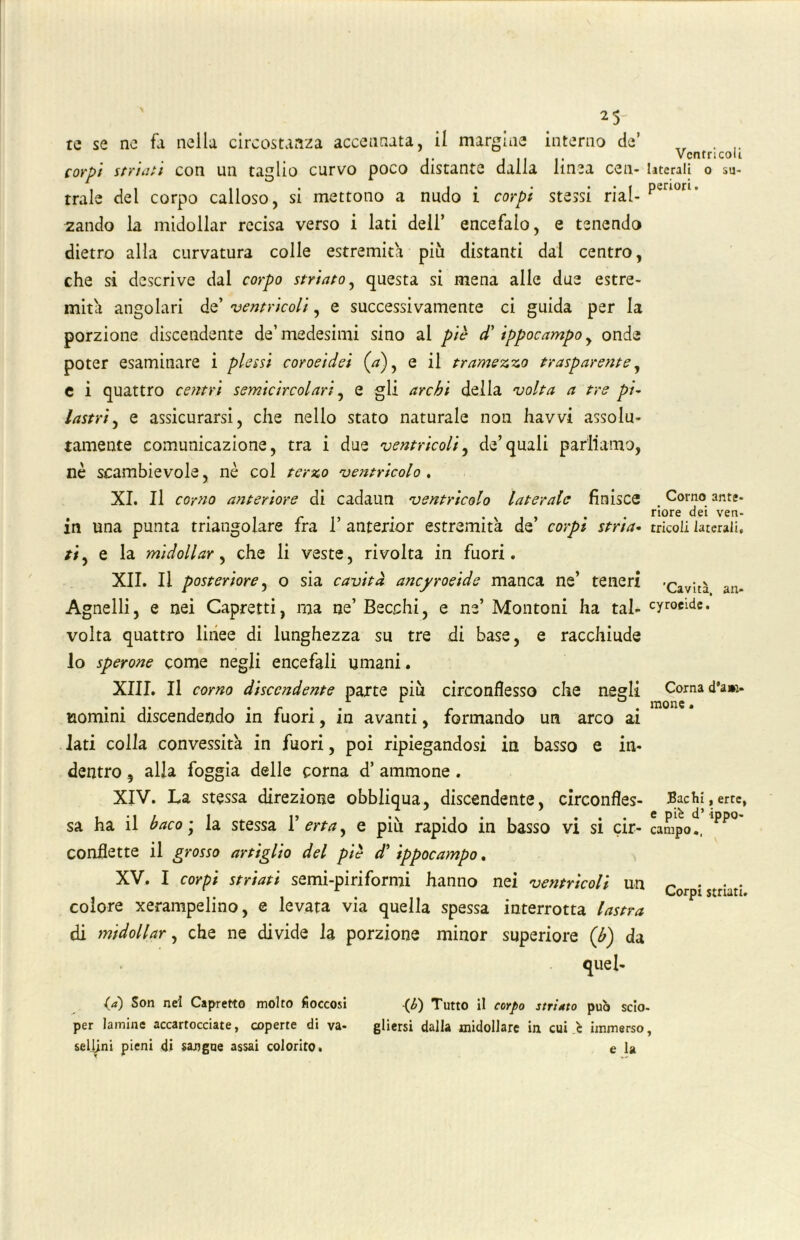 te se ne fa nella circostanza accennata, il margine interno de’ corpi striati con un taglio curvo poco distante dalla linea cen- laterali o su- trale del corpo calloso, si mettono a nudo i corpi stessi rial- peaor1, zando la midollar recisa verso i lati dell’ encefalo, e tenendo dietro alla curvatura colle estremità più distanti dal centro, che si descrive dal corpo striato, questa si mena alle due estre- mità angolari de’ ventricoli, e successivamente ci guida per la porzione discendente de’medesimi sino al piè d'ippocampo, onde poter esaminare i plessi coroeidei (V), e il tramezzo trasparente, e i quattro centri semicircolari, e gli archi della volta a tre pi~ lastri, e assicurarsi, che nello stato naturale non havvi assolu- tamente comunicazione, tra i due ventricoli, de’quali parliamo, nè scambievole, nè col terzo ventricolo . XI. Il corno anteriore di cadaun ventricolo laterale finisce Corno ante* . • , c ,, • -ni» • rlore dei ven‘ m una punta triangolare ira I anterior estremità de corpi stria- tricoli laterali. //, e la midollar, che li veste, rivolta in fuori. XII. Il posteriore, o sia cavità ancyroeide manca ne’ teneri 'Cavità an- Agnelli, e nei Capretti, ma ne’ Becchi, e ne’ Montoni ha tal- cyroeide. volta quattro linee di lunghezza su tre di base, e racchiude lo sperone come negli encefali umani. XIII. Il corno discendente parte più circonflesso che negli uomini discendendo in fuori, in avanti, formando un arco ai lati colla convessità in fuori, poi ripiegandosi in basso e in- dentro , alia foggia delle corna d’ ammone . XIV. La stessa direzione obbliqua, discendente, circonfles- Bachi,erte, sa ha il baco ; la stessa 11 ertay e più rapido in basso vi si cir- campo., 'PP° conflette il grosso artiglio del piè d'ippocampo. XV. I corpi striati semi-piriformi hanno nei ventricoli un colore xerampelino, e levata via quella spessa interrotta lastra di midollar, che ne divide la porzione minor superiore (b) da quel* (a) Son nei Capretto molto fioccosi <£) Tutto il corpo striato può scio- per lamine accartocciate, coperte di va- gliersi dalla midollare in cui ve immerso, sellini pieni di sangue assai colorito. e la Corna dam- inone . Corpi striati.