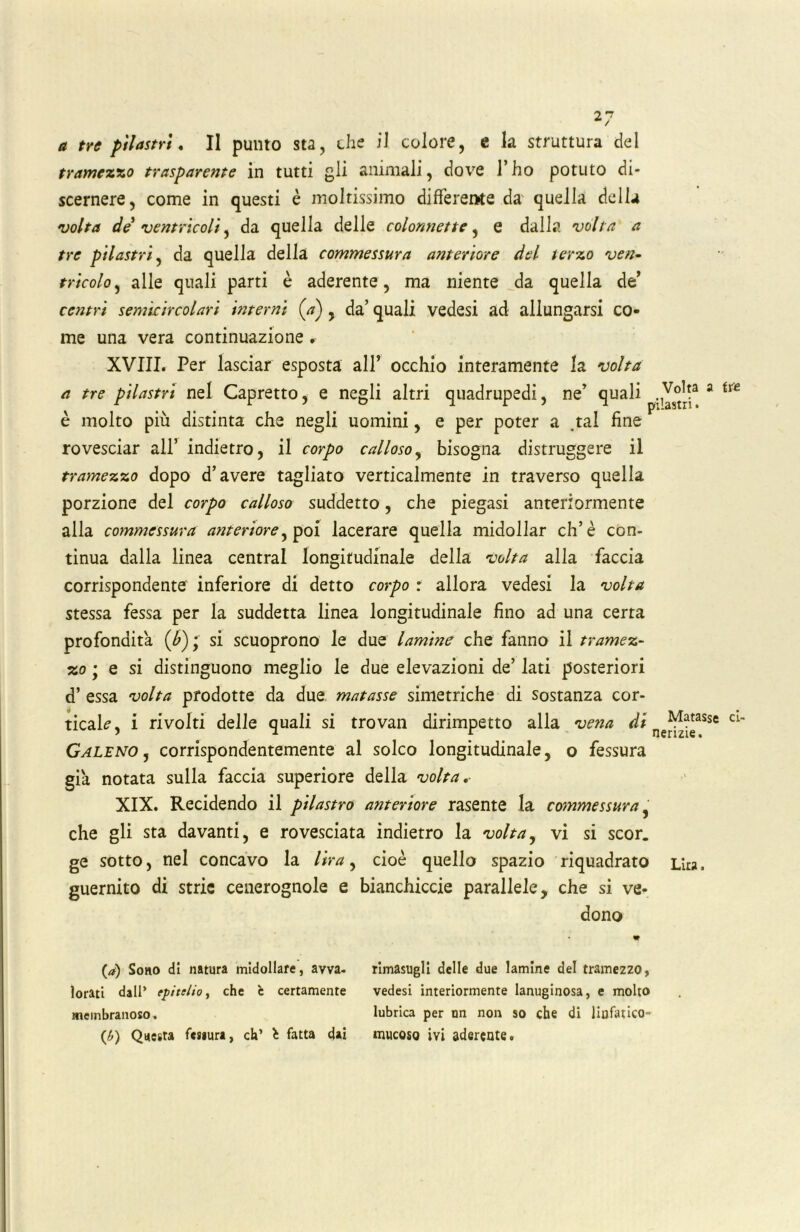 a tre pilastri. Il punto sta, die il colore, e la struttura del tramezzo trasparente in tutti gli animali, dove l’ho potuto di- scernere, come in questi è moltissimo differente da quella della volta de ventricoli, da quella delle colonnette, e dalla volta a tre pilastri, da quella della commessura anteriore del terzo ven- tricolo, alle quali parti è aderente, ma niente da quella de’ centri semicircolari interni (à) , da’ quali vedesi ad allungarsi co- me una vera continuazione . XVIII. Per lasciar esposta all’ occhio interamente la volta a tre pilastri nel Capretto, e negli altri quadrupedi, ne’ quali a trfi è molto più distinta che negli uomini, e per poter a .tal fine rovesciar all* indietro, il corpo calloso, bisogna distruggere il tramezzo dopo d’avere tagliato verticalmente in traverso quella porzione del corpo calloso suddetto, che piegasi anteriormente alla commessura anteriore, poi lacerare quella midollar eh’è con- tinua dalla linea centrai longitudinale della volta alla faccia corrispondente inferiore di detto corpo : allora vedesi la volta stessa fessa per la suddetta linea longitudinale fino ad una certa profondità (b), si scuoprono le due lamine che fanno il tramez- zo ; e si distinguono meglio le due elevazioni de’ lati posteriori d’ essa volta prodotte da due matasse simetriche di sostanza cor- ticale, i rivolti delle quali si trovan dirimpetto alla vena di nenzie Galeno, corrispondentemente al solco longitudinale, o fessura già notata sulla faccia superiore della volta. XIX. Recidendo il pilastro anteriore rasente la commessura ' che gli sta davanti, e rovesciata indietro la volta, vi si scor. ge sotto, nel concavo la lira, cioè quello spazio riquadrato guernito di strie cenerognole e bianchiccie parallele, che si ve- dono Matasse ci- Lirs. (#) Sono di natura midollare, avva- lorati dall’ epitelio, che è certamente membranoso. (b) Questa fessura, eh’ \ fatta dai rimasugli delle due lamine del tramezzo, vedesi interiormente lanuginosa, e molto lubrica per un non so che di linfatico- mucoso ivi aderente.