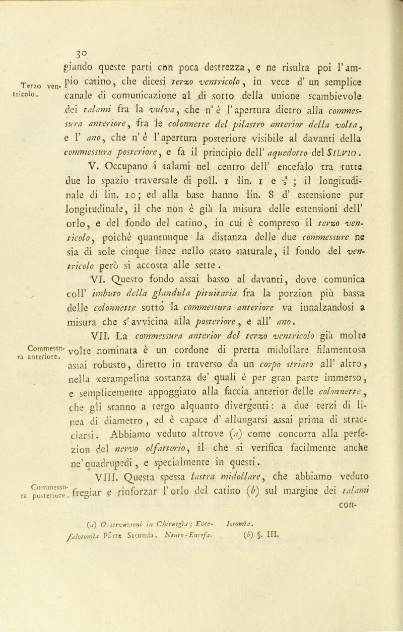 tricolo. 3° giando queste parti con poca destrezza, e ne risulta poi l’am- Tcr/o Vei> P*0 ca^no > che dicesi terzo ventrìcolo, in vece d’ un semplice canale di comunicazione al di sotto della unione scambievole dei talami fra la vulva, che n’ è l’apertura dietro alla commes- sura anteriore, fra le colonnette del pilastro anterior della volta, e T ano, che n’ è l’apertura posteriore visibile al davanti della commessura posteriore, e fa il principio dell’ aquedotto del Silvio . V. Occupano i talami nel centro dell’ encefalo tra tutte due lo spazio traversale di poli, i fin. i e ; il longitudi- nale di lin. io; ed alla base hanno lin. 8 d’ estensione pur longitudinale, il che non è già la misura delle estensioni dell’ orlo, e del fondo del catino, in cui è compreso il terzo ven- ticolo, poiché quantunque la distanza delle due commessure ne sia di sole cinque linee nello ataro naturale, il fondo del ven- tricolo però si accosta alle sette . VI. Questo fondo assai basso al davanti, dove comunica coll’ imbuto della gianduia pituitaria fra la porzion più bassa delle colonnette sotto la commessura anteriore va innalzandosi a misura che s’avvicina alla posteriore, e all’ ano. VII. La commessura anterior del terzo ventricolo già molte Commessa v0|te nominata è un cordone di pretta midollare filamentosa ra anteriore. t . 1 assai robusto, diretto ili traverso da un corpo striato all altro, nella xerampelina sostanza de’ quali è per gran parte immerso, e semplicemente appoggiato alla faccia anterior delle colonnette, che gli stanno a tergo alquanto divergenti : a due terzi di li- nea di diametro , ed è capace d’ allungarsi assai prima di strac- ciarsi . Abbiamo veduto altrove (a') come concorra alla perfe- zion del nervo olfattorio, il che si verifica facilmente anche ne’quadrupedi, e specialmente in questi. Vili. Questa spessa lastra midollare, che abbiamo veduto ra posteriore, fregiar e rinforzar l’orlo del catino {b) sul margine dei talami con- (<Ò Osservazioni in Chirurgici ; Ence~ lotomìa • fui otomìa Parte Seconda. Neuro-Enctfa- (£) §. III.