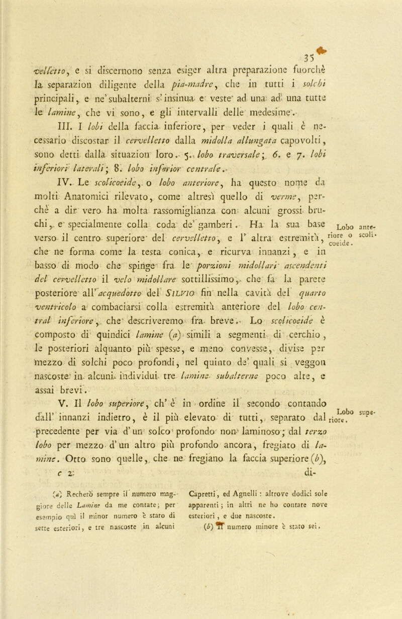 vel/etto, e si discernono senza esiger altra preparazione fuorché la, separazion diligente della pia-madre y che in tutti i solchi principali, e ne'subalterni s’insinua e veste ad. una ad una tutte le lamine, che vi sono, e gli intervalli delle medesime. III. I lobi della faccia inferiore, per veder i quali è ne- cessario discostar il cervelletto dalla midolla allungata capovolti, sono detti dalla situazion loro. 5.: lobo traversale ; 6. e 7. lobi inferiori laterali * 8. lobo inferior centrale. IV. Le scolicoeide, o lobo anteriore, ha questo nome da molti Anatomici rilevato, come altresì quello di verme, per- chè a dir vero ha molta rassomiglianza con alcuni grossi bru- cili y e' specialmente colla coda de' gamberi. Ha la sua base verso il centro superiore- del cervelletto, e 1’ altra estremità, che ile forma come la testa conica, e ricurva innanzi, e in basso di modo che spinge fra le porzioni midollari' ascendenti del cervelletto il velo midollare sottillissimo, che fa la parete posterióre alXacquedotto del Silvio fin nella cavità del quarto ventricolo a combaciarsi colla estremità anteriore del lobo cen- trai inferiore y. che descriveremo fra- breve.' Lo scolicoeide è composto di quindici lamine (a) simili a segmenti di cerchio , le posteriori alquanto più spesse, e meno convesse, divise per mezzo di solchi poco profondi, nel quinto de’ quali si veggon nascoste: in. alcunù individui, tre lamine- subalterne poco alte, e assai brevi. Lobo riore o coeide. V. Il lobo superiore, eh’ è in ordine il secondo contando dall’ innanzi indietro, è il più elevato di tutti, separato dal precedente per via d’un solco’profondo nom laminoso; dal terzo lobo per mezzo d’un altro più profondo ancora, fregiato di la- mine. Otto sono quelle, che ne fregiano la faccia superiore {b\ c 2: di- Lobo riore. a n re- scoli* supe- Recherò sempre il numero mag-- giore delle Lamini da me contate; per esempio qui il minor numero è staro di serte esteriori, e tre nascoste in alcuni Capretti, ed Agnelli : altrove dodici sole apparenti ; in altri ne ho contate nove esteriori , e due nascoste. (*)* numero minore è stato sei.