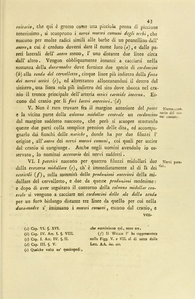 tuttavia, che qui è grosso come una picciok penna di piccione tenerissimo , si scuoprono i nervi motori comuni degli occhi, che nascono per molte radici simili alle barbe di un pennellino dall’ antro,a cui è creduto doversi dare il nome loro (a), e dalle pa- reti laterali dell* antro stesso, 1’ uno distante due linee circa dall’ altro. Vengon obbliquamente innanzi a cacciarsi nella sostanza della dura-madre dove fornisce due specie di cordoncini {lì) alla tenda del cervelletto, cinque linee più indietro della fossa dei nervi ottici (c), ed altrettanto allontanandosi il destro dal sinistro, una linea sola più indietro del sito dove sbocca nel cra- nio il tronco principale dell’arteria ottici carotide interna. Es- cono dal cranio per li fori laceri anteriori .'(d) V. Non è raro trovare fra il margine anteriore del ponte e la vicina parte della colonna midollar centrale un cordoncino dal margine suddetto nascosto, che però si scuopre scostando queste due parti colla semplice pression delle dita, ed accompa- gnarlo dai fianchi delle natiche, donde ha per due filuzzi 1’ origine, all 'antro dei nervi motori comuni, coi quali per uscire dal cranio si congiunge. Anche negli uomini avendolo io os- servato , lo nominai accessorio dei nervi suddetti. VI. I patetici nascono per quattro filuzzi midollari due dalla traversa midollare (e), eli’ è immediatamente al di la dei testicoli ( f ) 9 sulla sommità delle produzioni anteriori della mi- dollare del cervelletto, e due da queste produzioni medesime: e dopo di aver seguitato il contorno della colonna midollar cen- trale si vengono a cacciare nei cordoncini delle ale della tenda per un foro bislungo distante tre linee da quello per cui nella dura-madre s’ insinuano i motori comuni, escono dal cranio, e ven- (*) Cap. VI. §. XVI. (i) Cap. IV. Art. I. §. VIIL (c) Cap. I. Art. IV. §. IL (</) Cap. HI. §- V. (e) Qualche volta ne’ quadrupedi, che esaminiamo qui, sono tre. (/) Il Willis 1’ ha rappresentata nelle Figg. V. e VII. al di sotto delle Lett. A A. he. cit. Nervo; ccèt- sorio del me- tor comune. _ Nervi pate- tici .